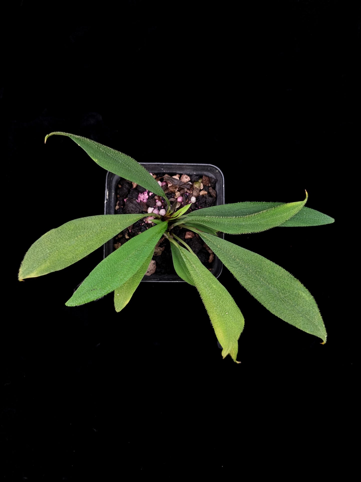 Homalomena hasei sale Singapore potted plant top view