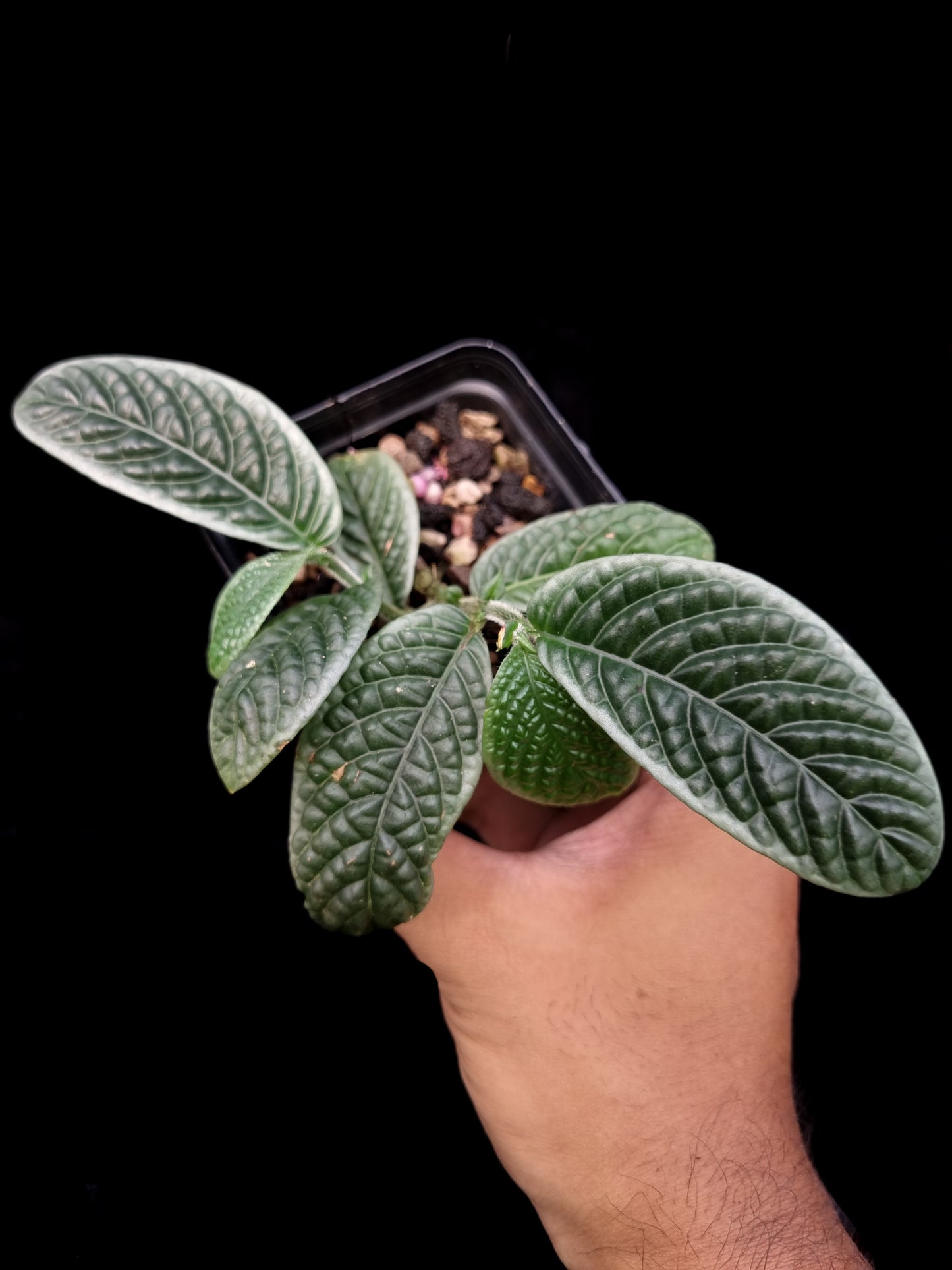Acranthera sp. sale Singapore potted plant top view