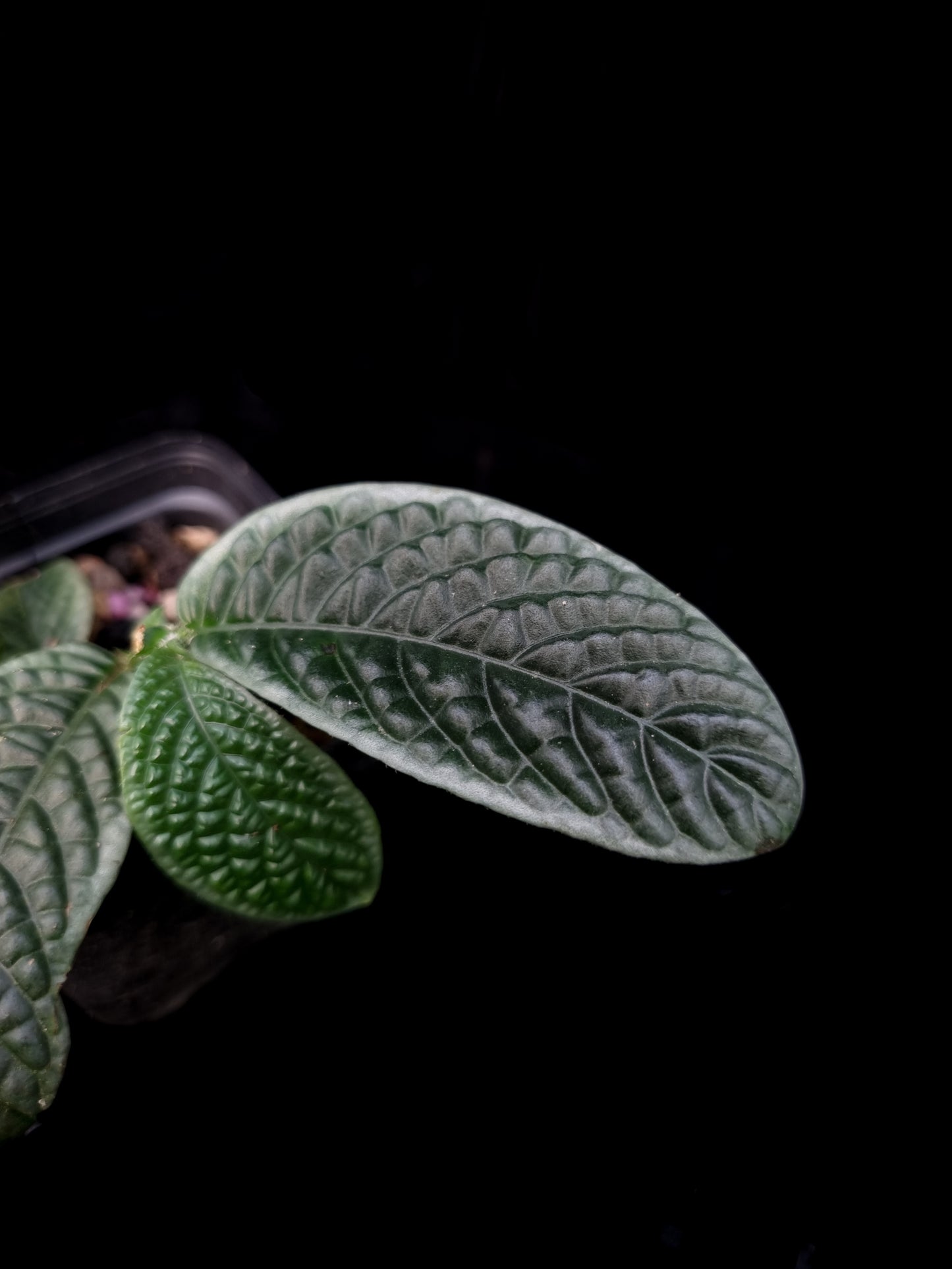 Acranthera sp. sale Singapore potted plant leaf detail