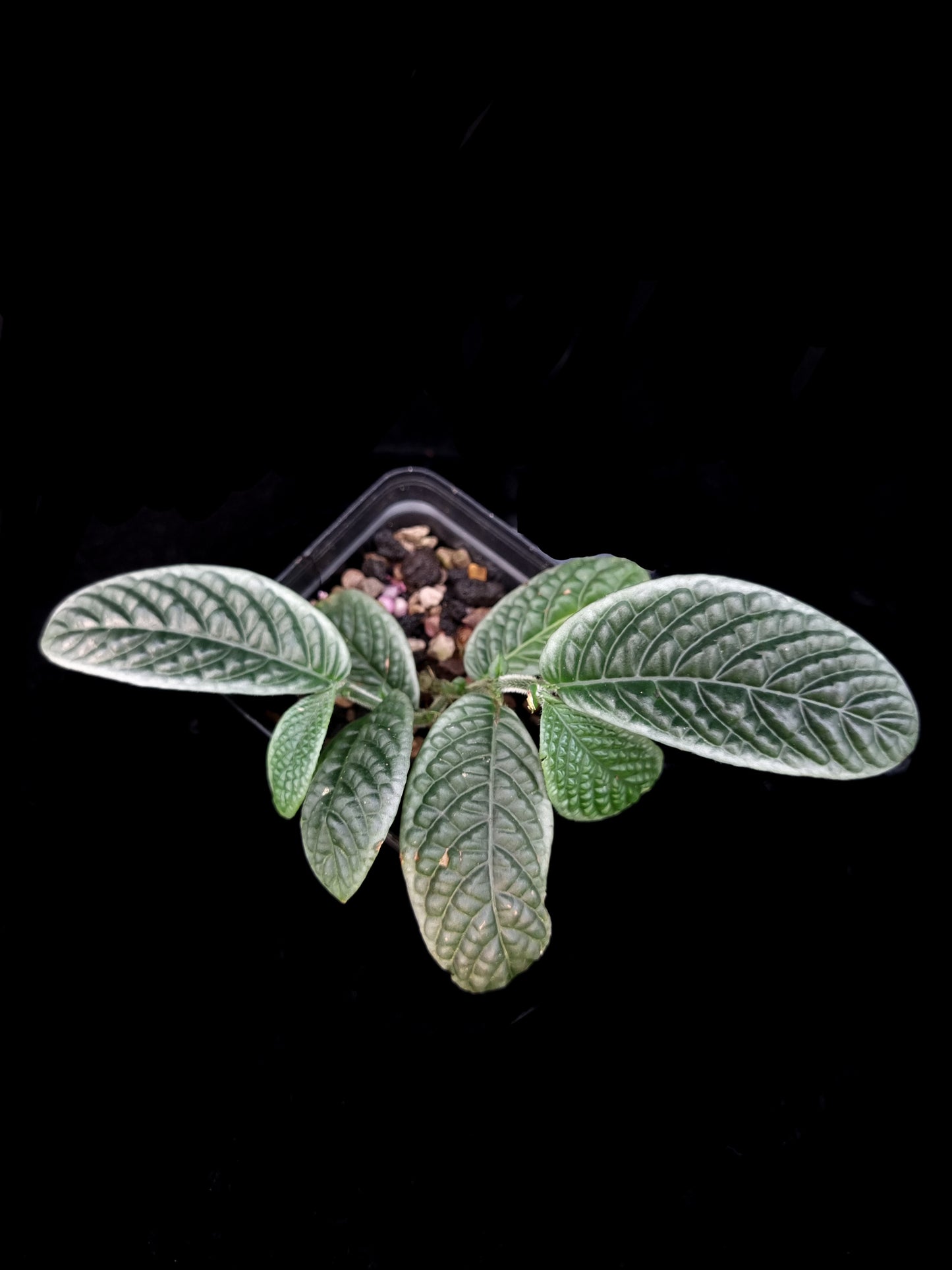 Acranthera sp. sale Singapore potted plant top view