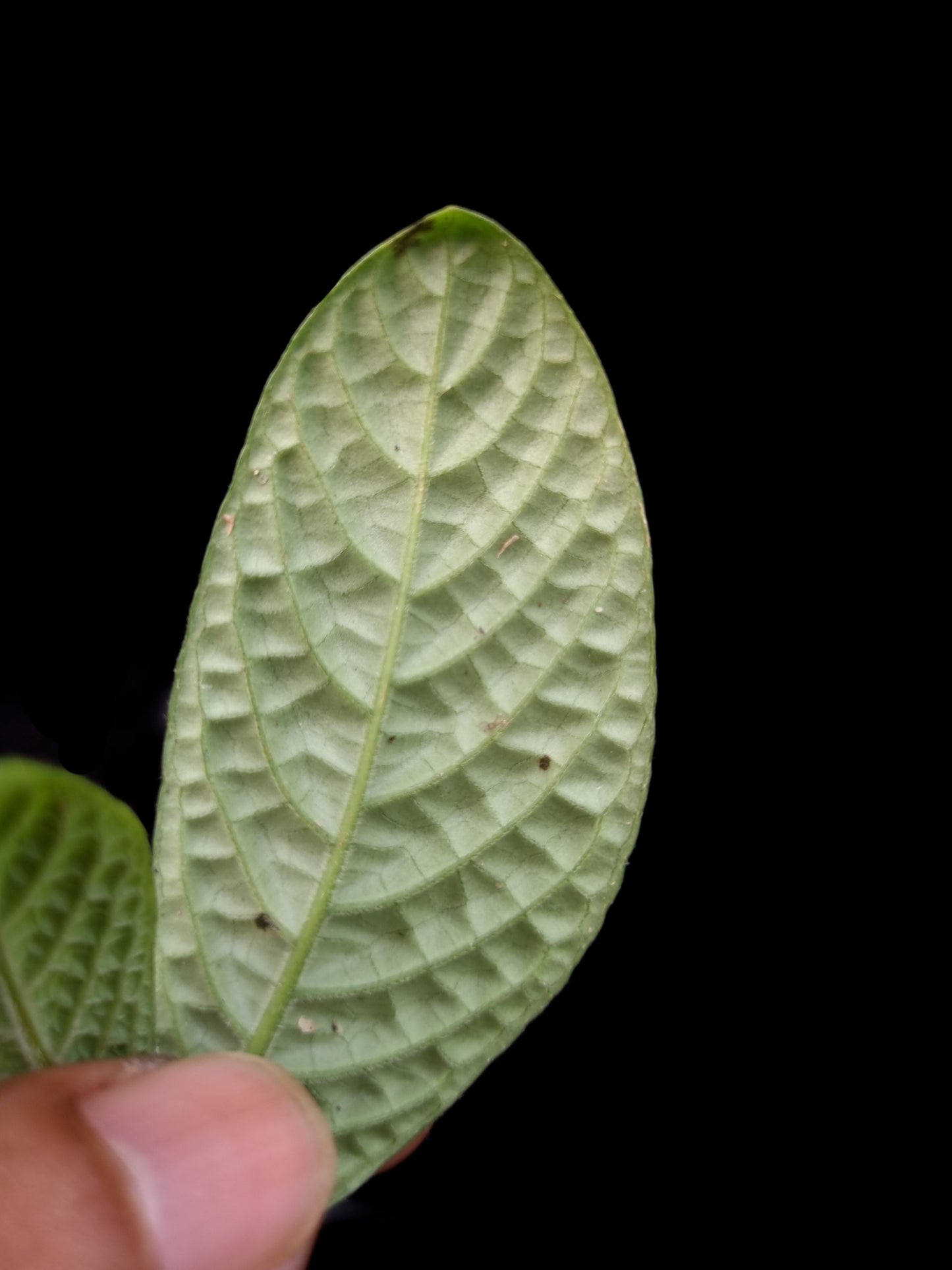 Acranthera sp. sale Singapore potted plant leaf underside