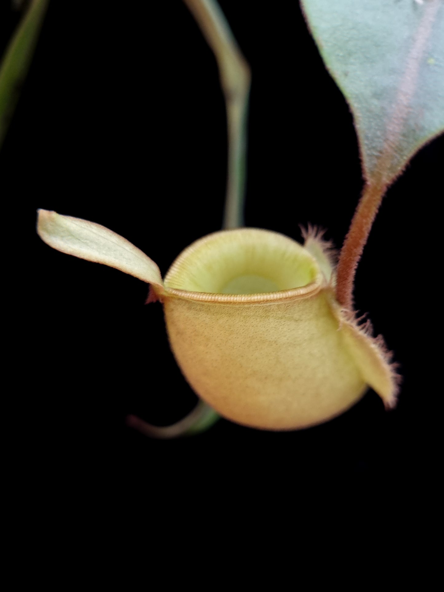 Nepenthes ampullaria 'Tayeve' pitcher plant sale Singapore top view