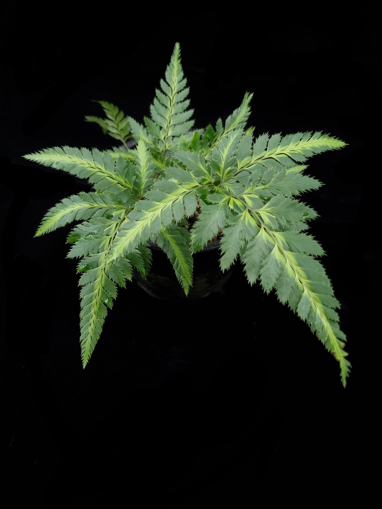 Arachniodes simplicior fern potted plant sale Singapore top view