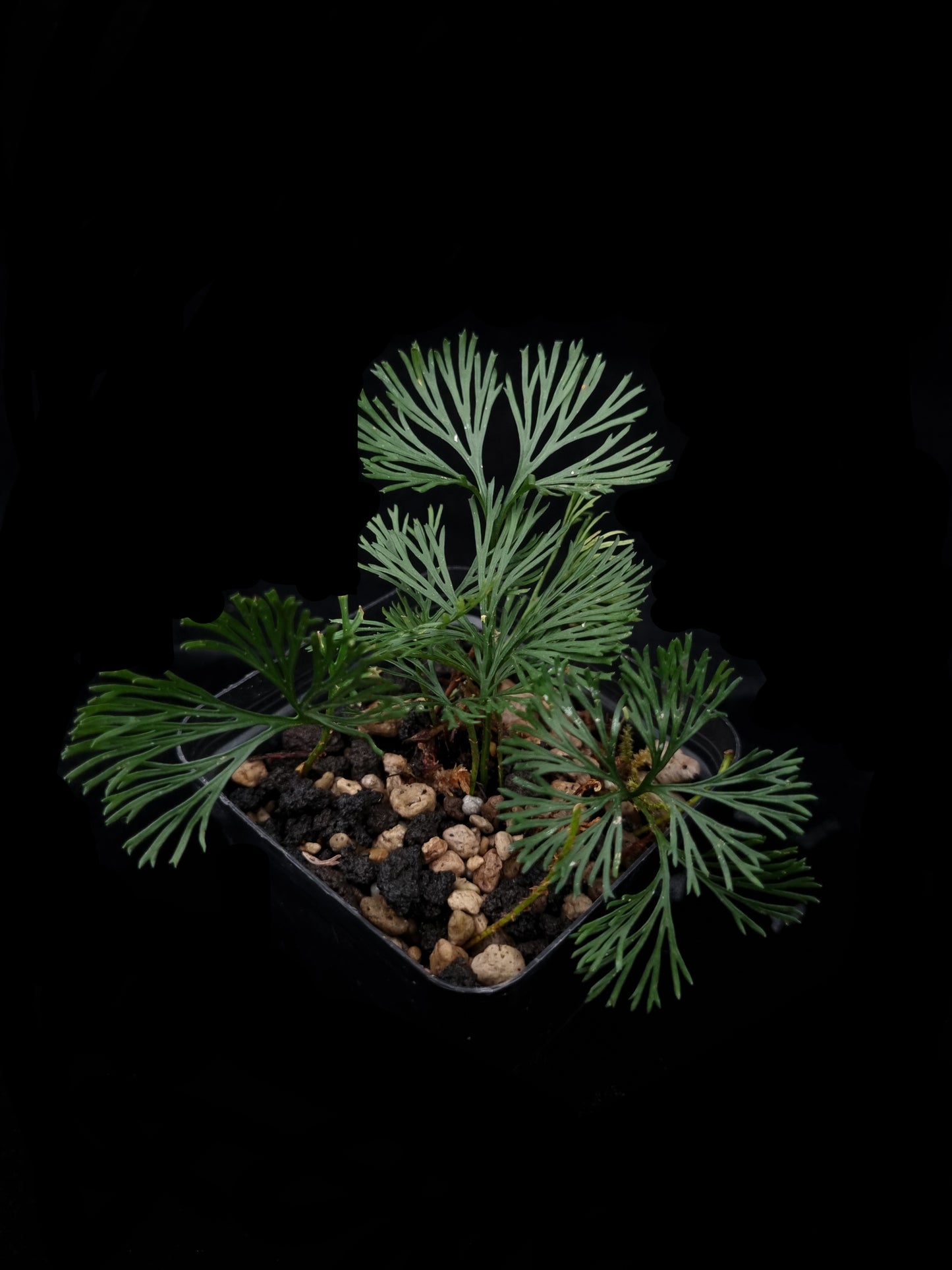 Elaphoglossum peltatum fern sale Singapore potted plant top view