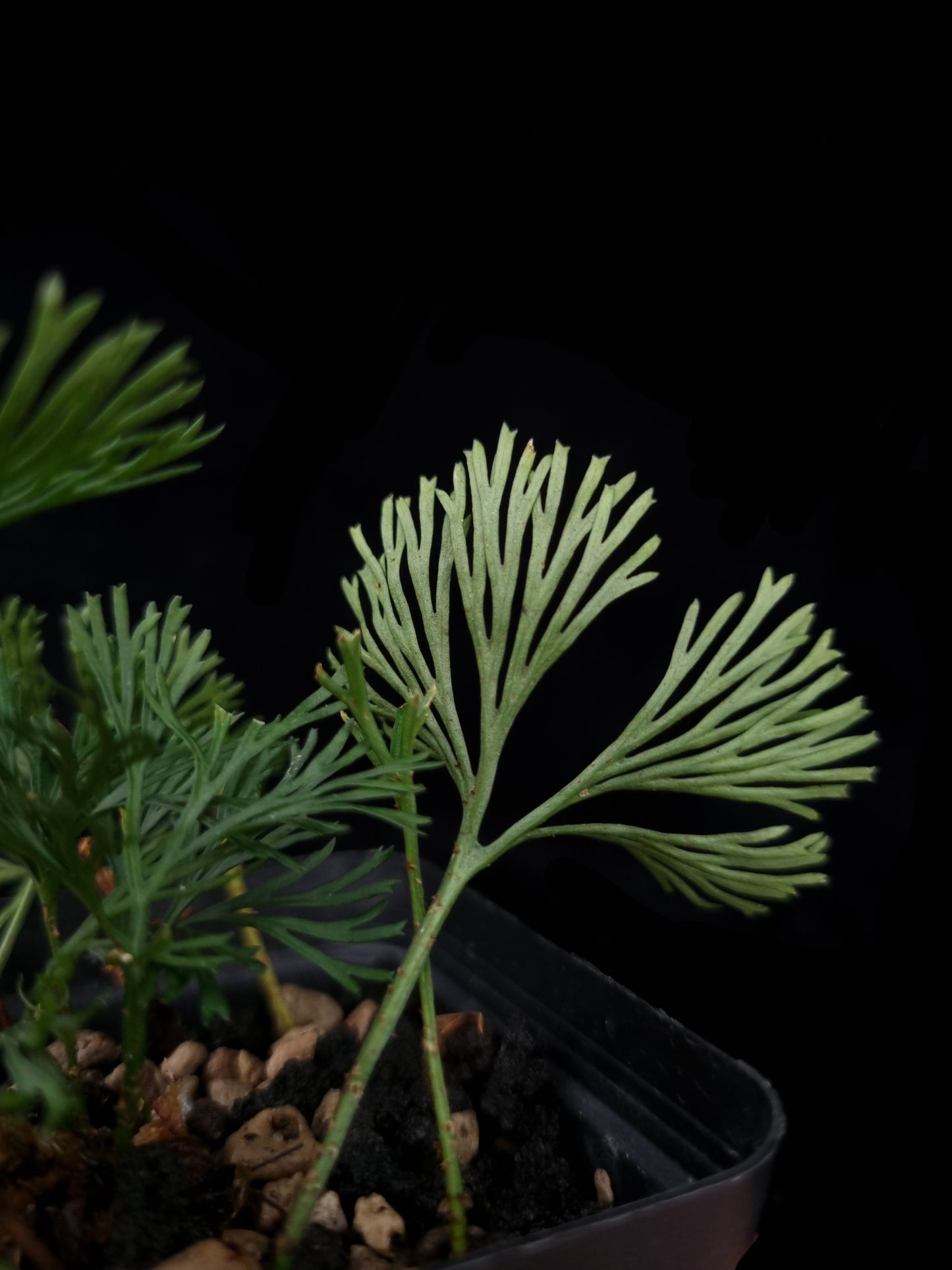 Elaphoglossum peltatum fern sale Singapore potted plant frond detail
