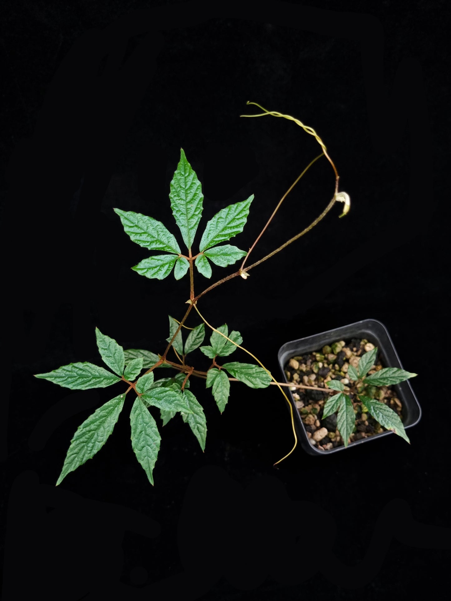 Pterisanthes sp. Kalimantan sale Singapore potted plant vine top view