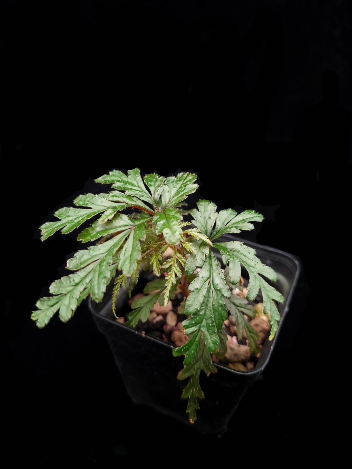 Begonia polilloensis sale Singapore potted plant top view