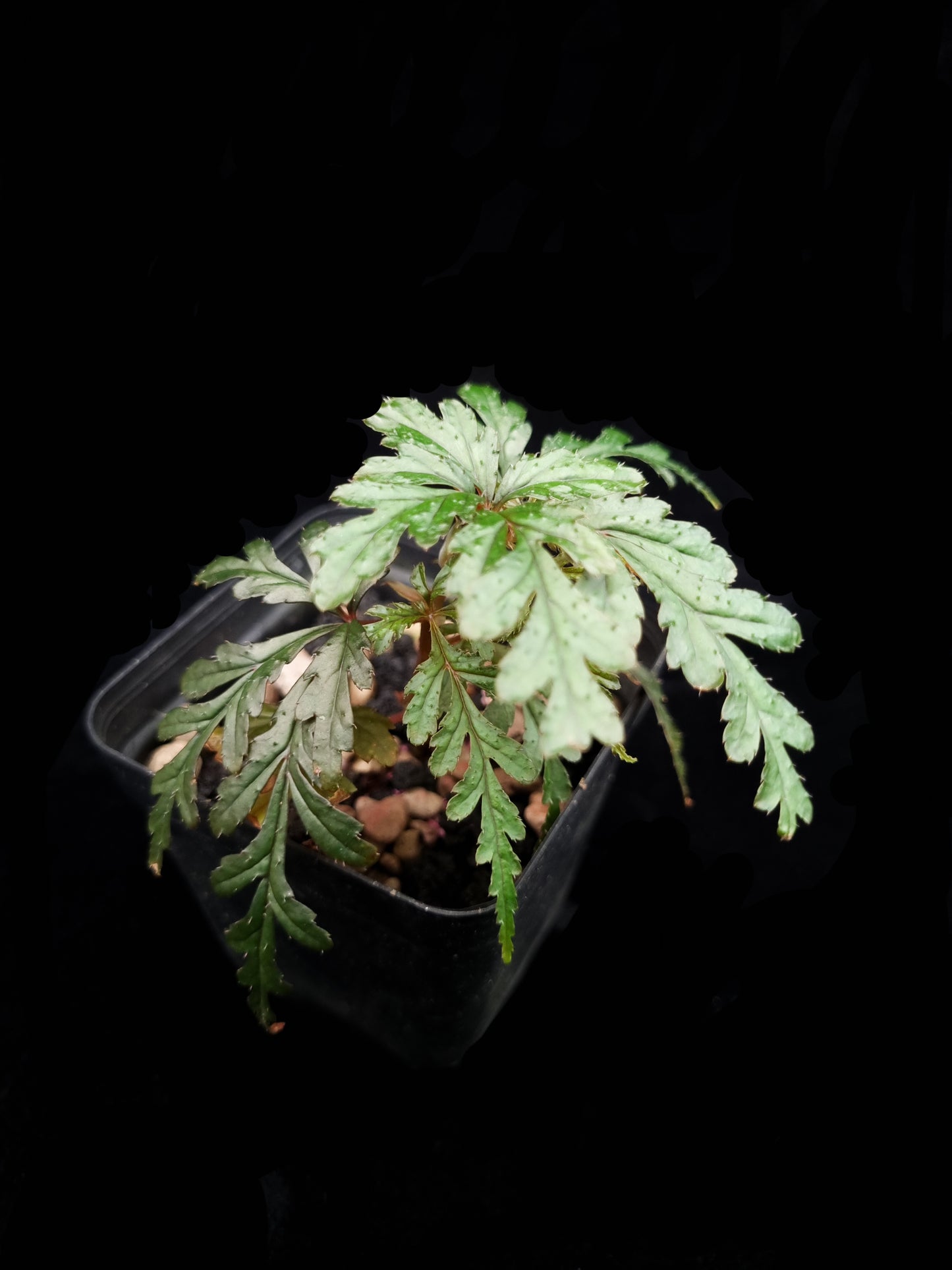 Begonia polilloensis sale Singapore potted plant top view