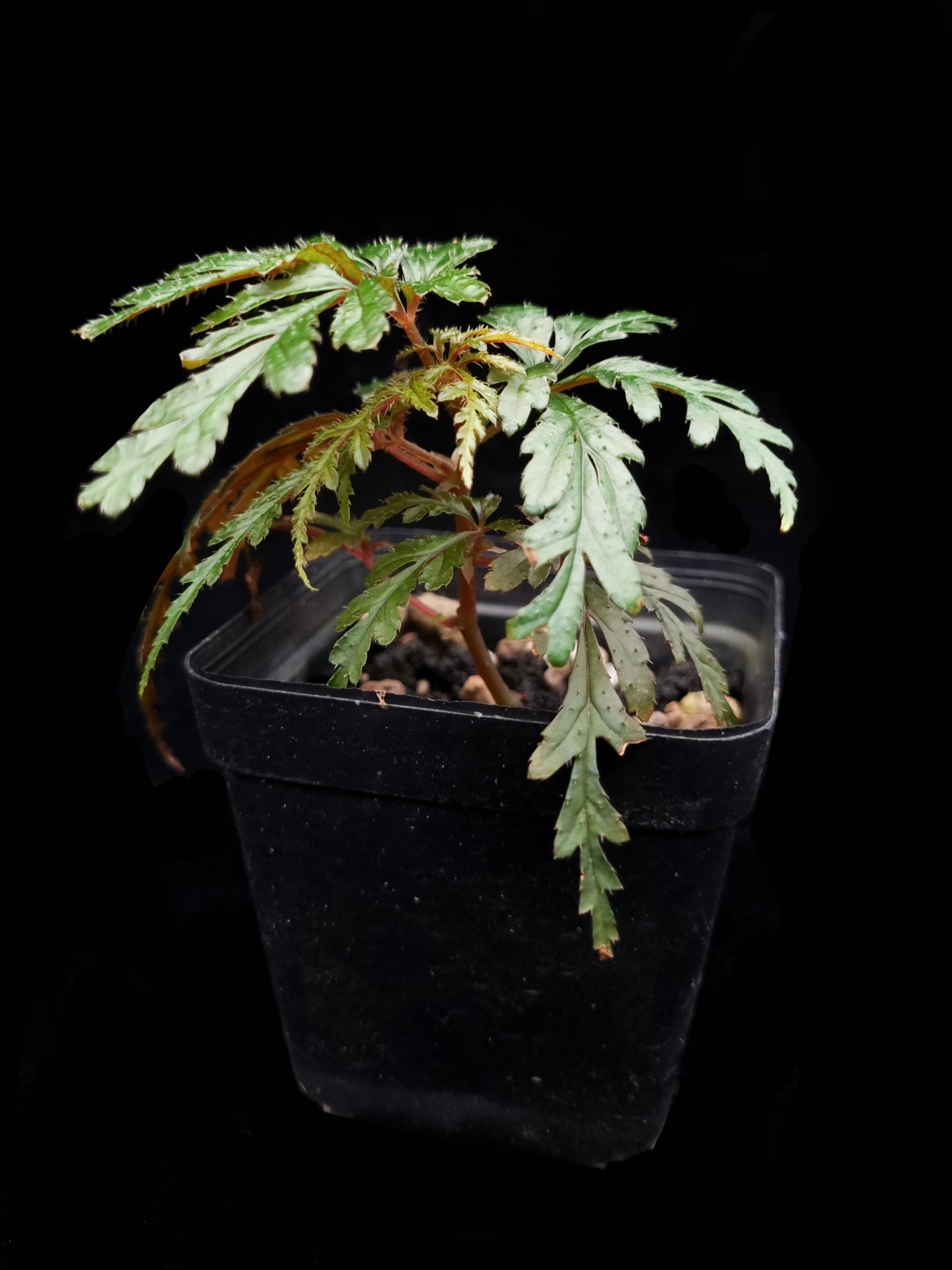 Begonia polilloensis sale Singapore potted plant side view
