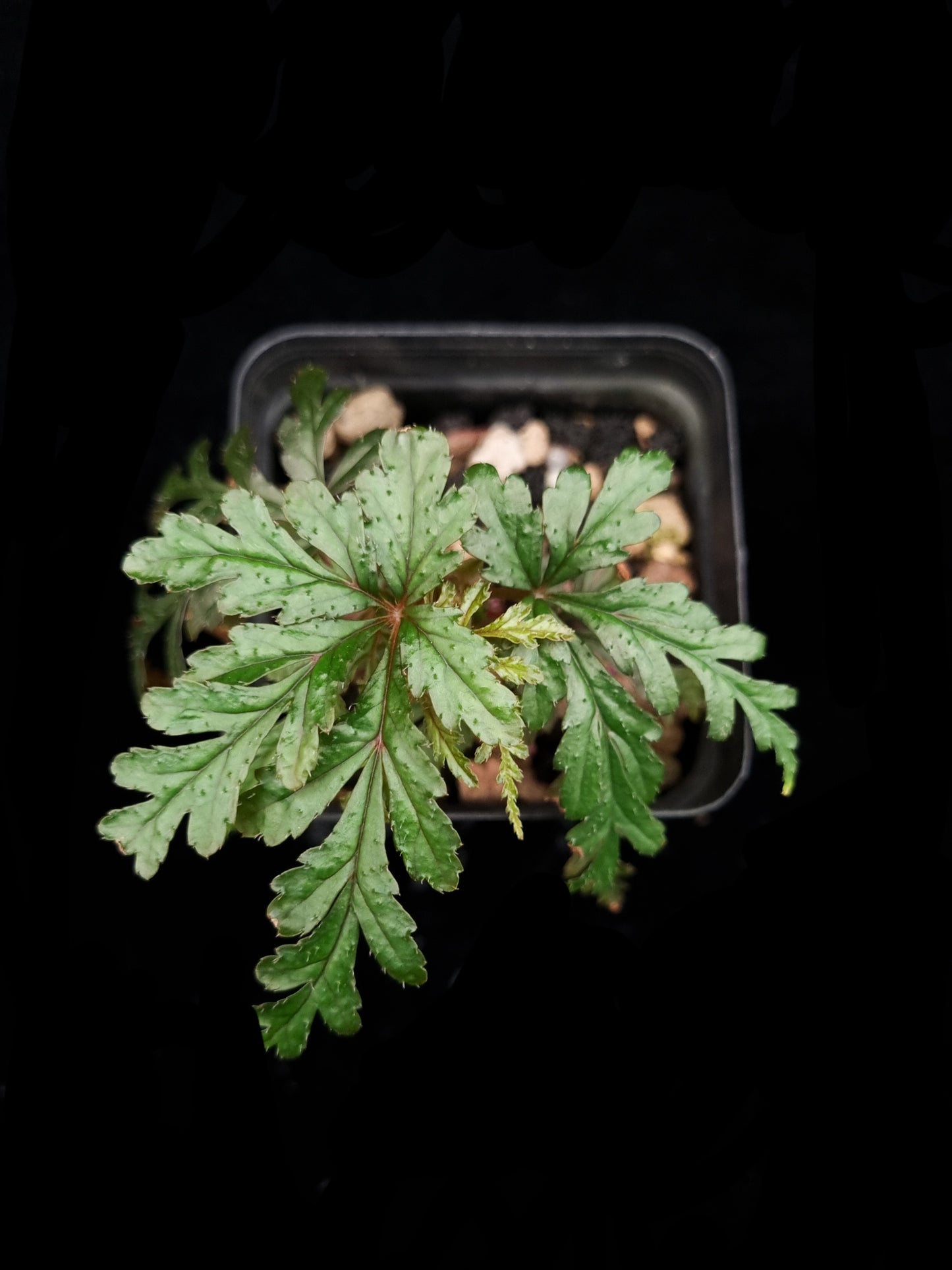Begonia polilloensis sale Singapore potted plant top view