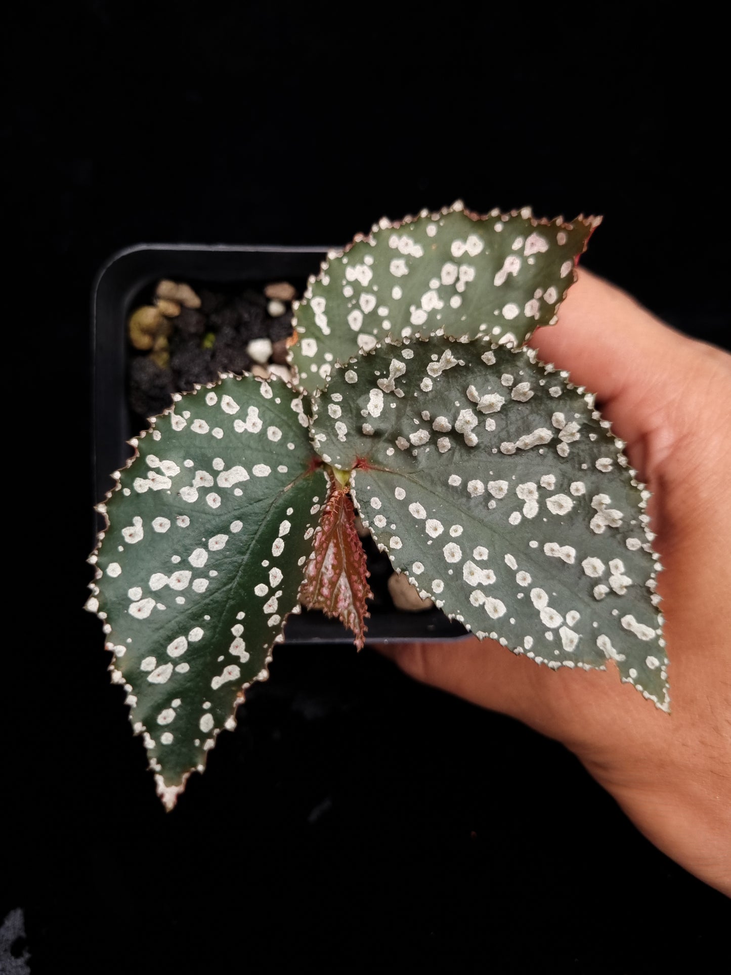 Begonia sp. Sarikei sale Singapore potted plant top view