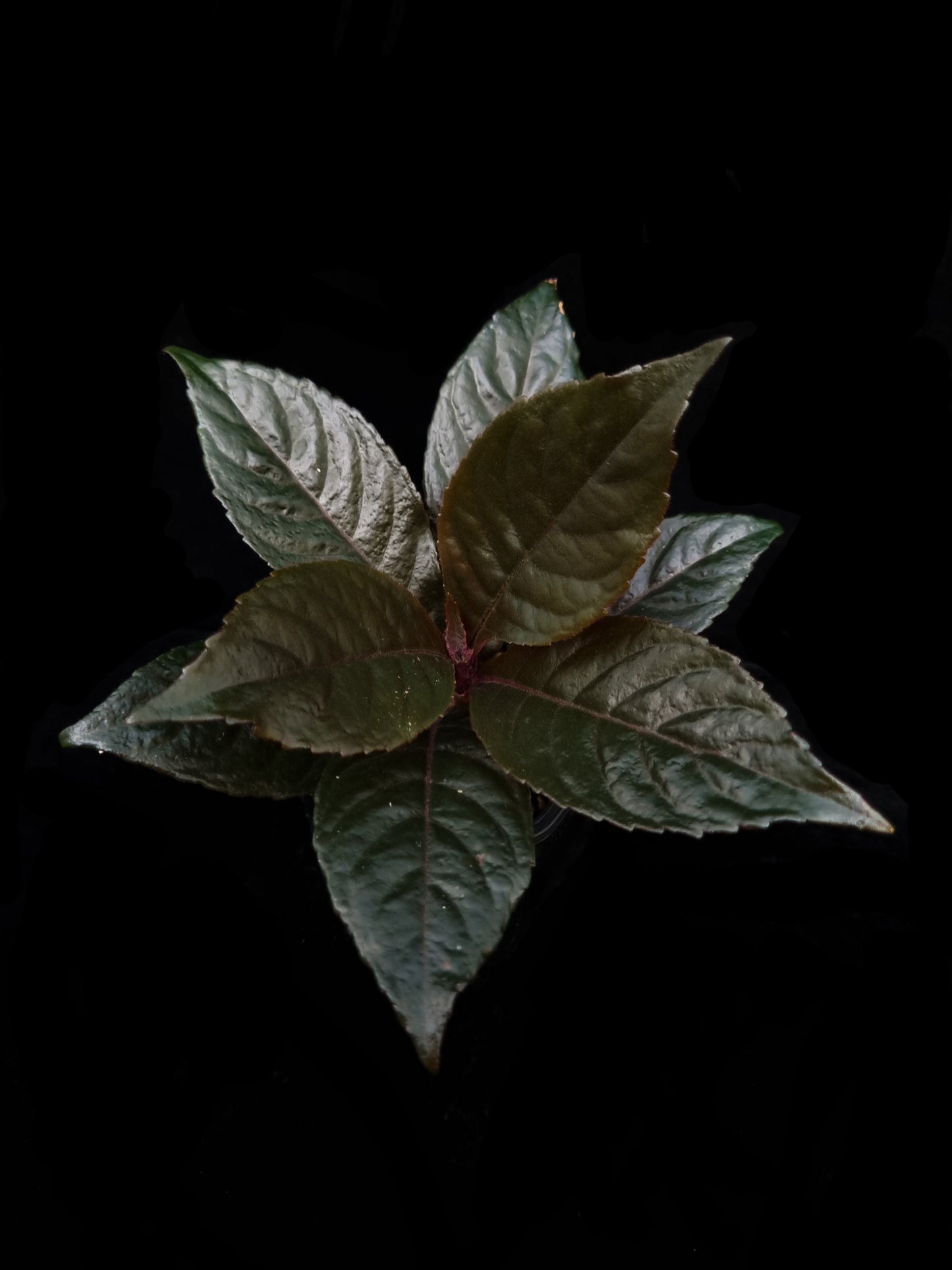 Nautilocalyx lynchii sale Singapore potted plant top view