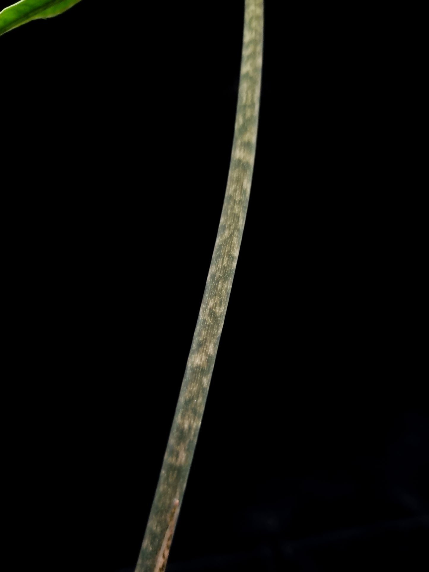 alocasia sabrina sulawesi narrow sale Singapore potted plant petiole detail