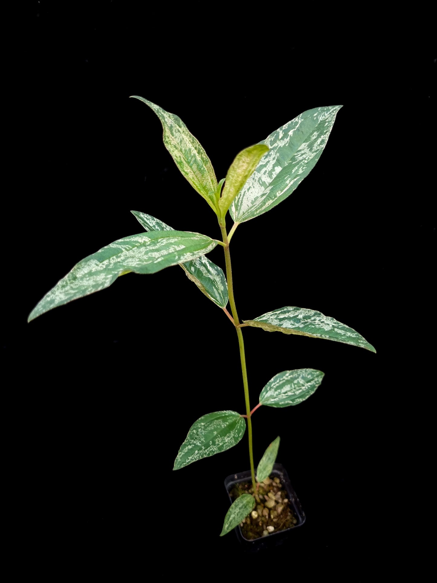 Melastoma malabathricum 'Variegata' sale Singapore potted plant side view