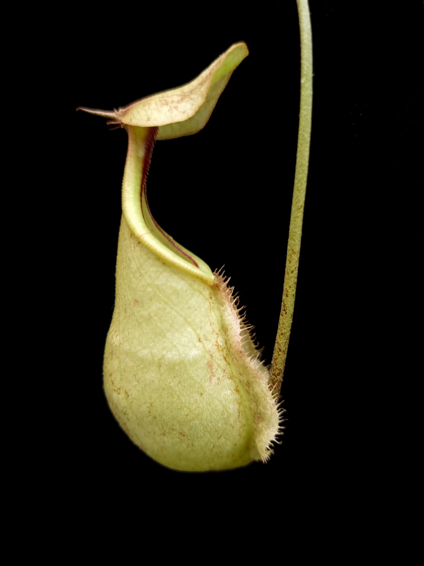 Nepenthes rafflesiana seed-grown pitcher plant sale Singapore side view