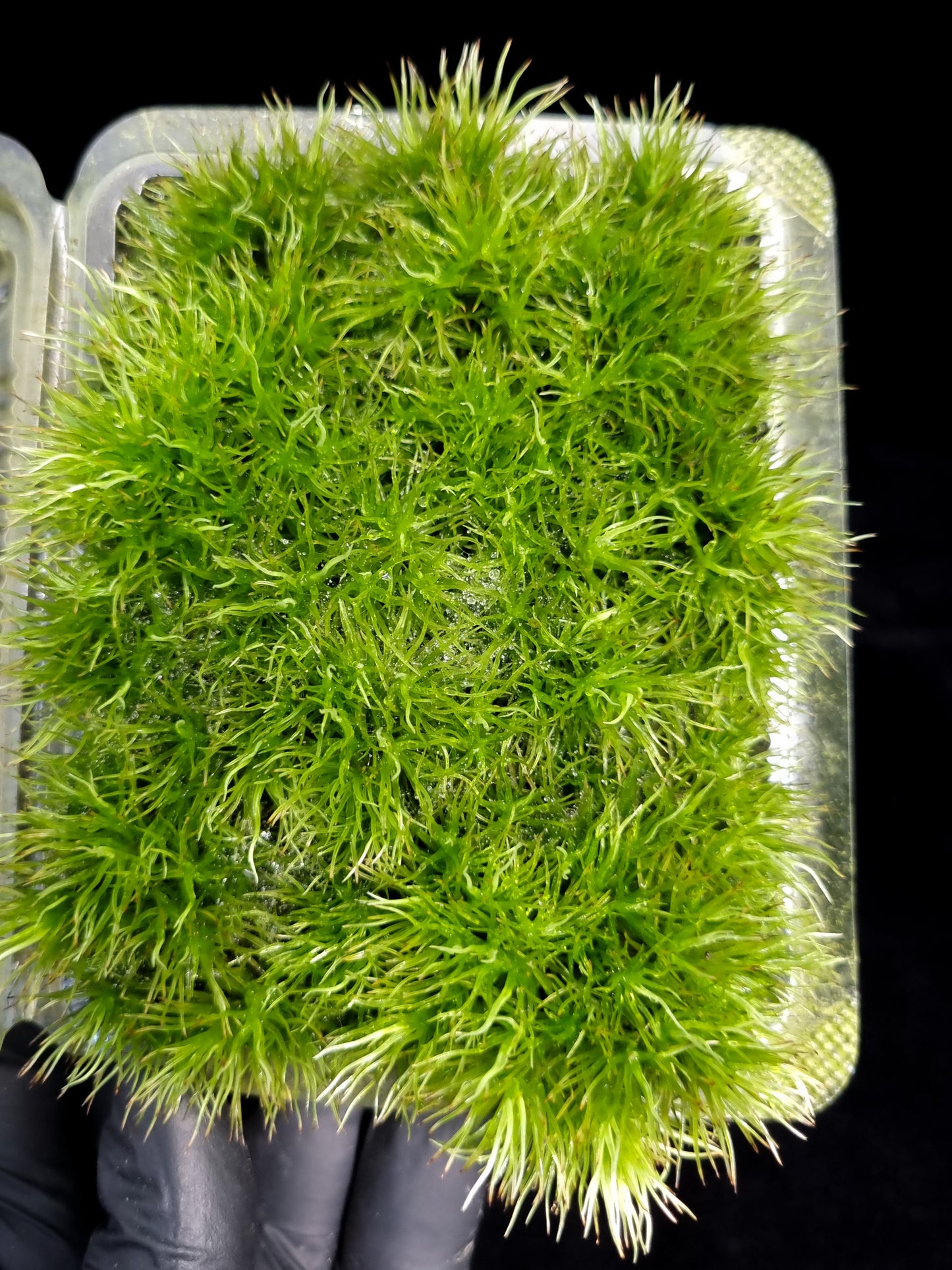 Leucobryum giganteum terrarium moss liverworts plants sale Singapore