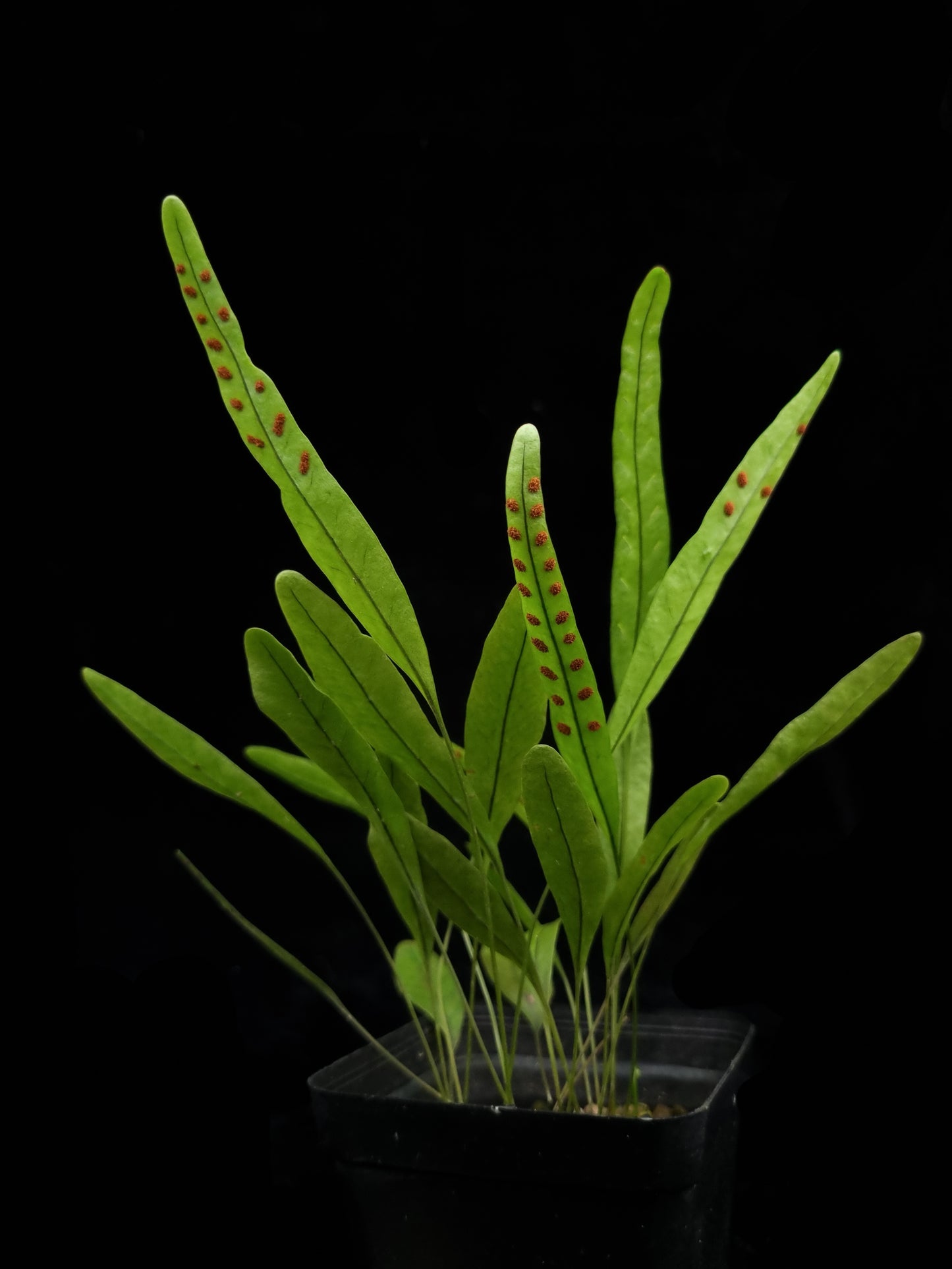 Selliguea sp. fern sale Singapore potted plant abaxial view