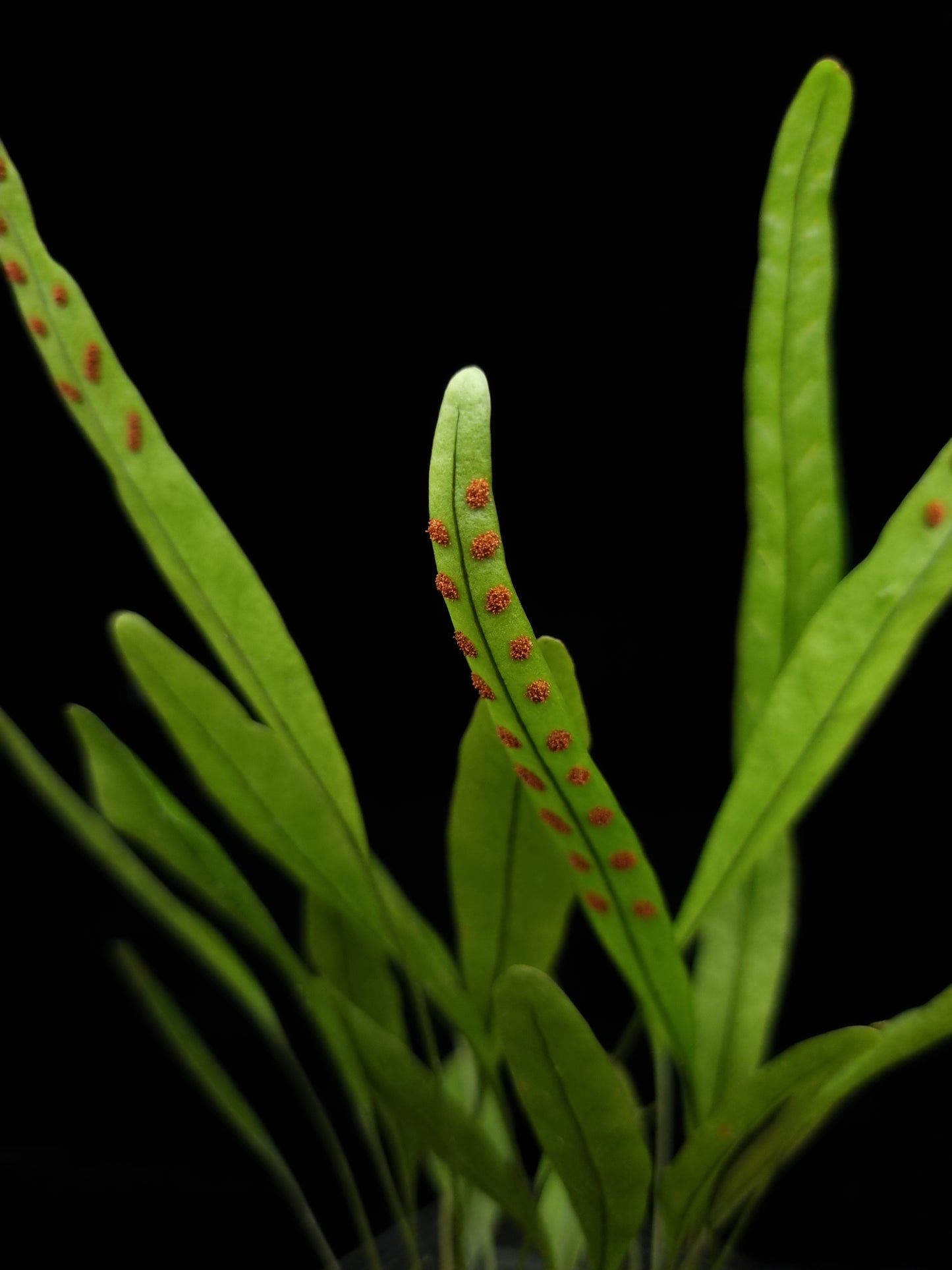 Selliguea sp. fern sale Singapore potted plant sori detail