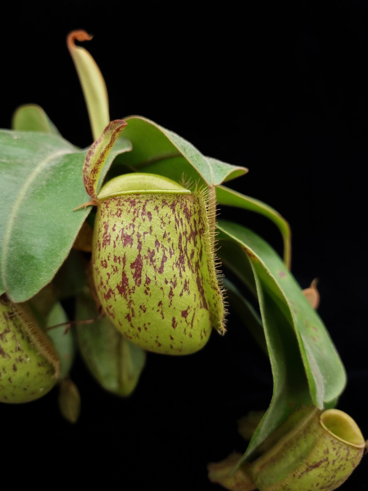 seed-grown Nepenthes ampullaria pitcher plant sale Singapore pitcher detail
