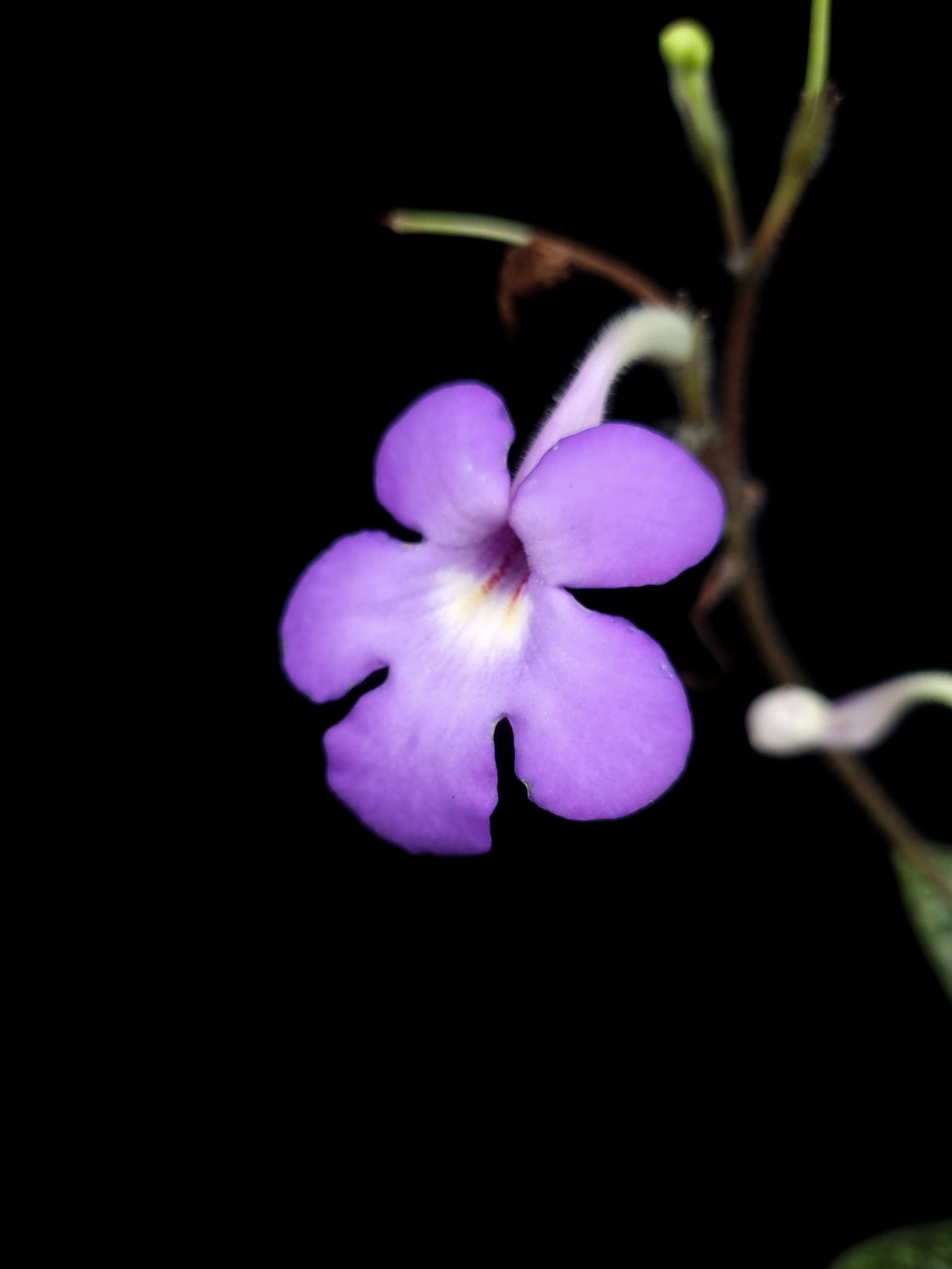 Michaelmoelleria vietnamensis sale Singapore potted plant flower detail