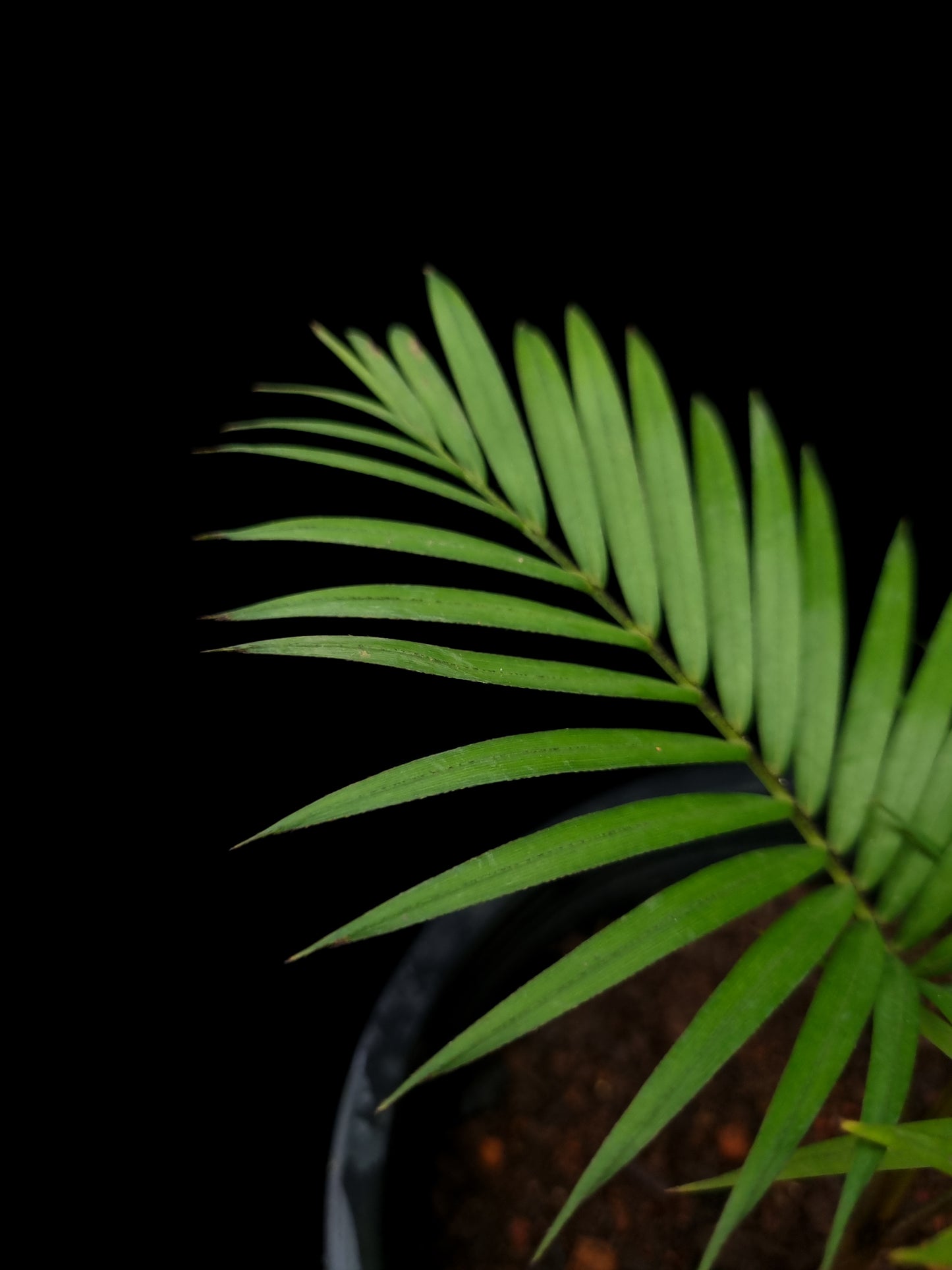 Rhopaloblaste singaporensis palm potted plant sale Singapore frond detail