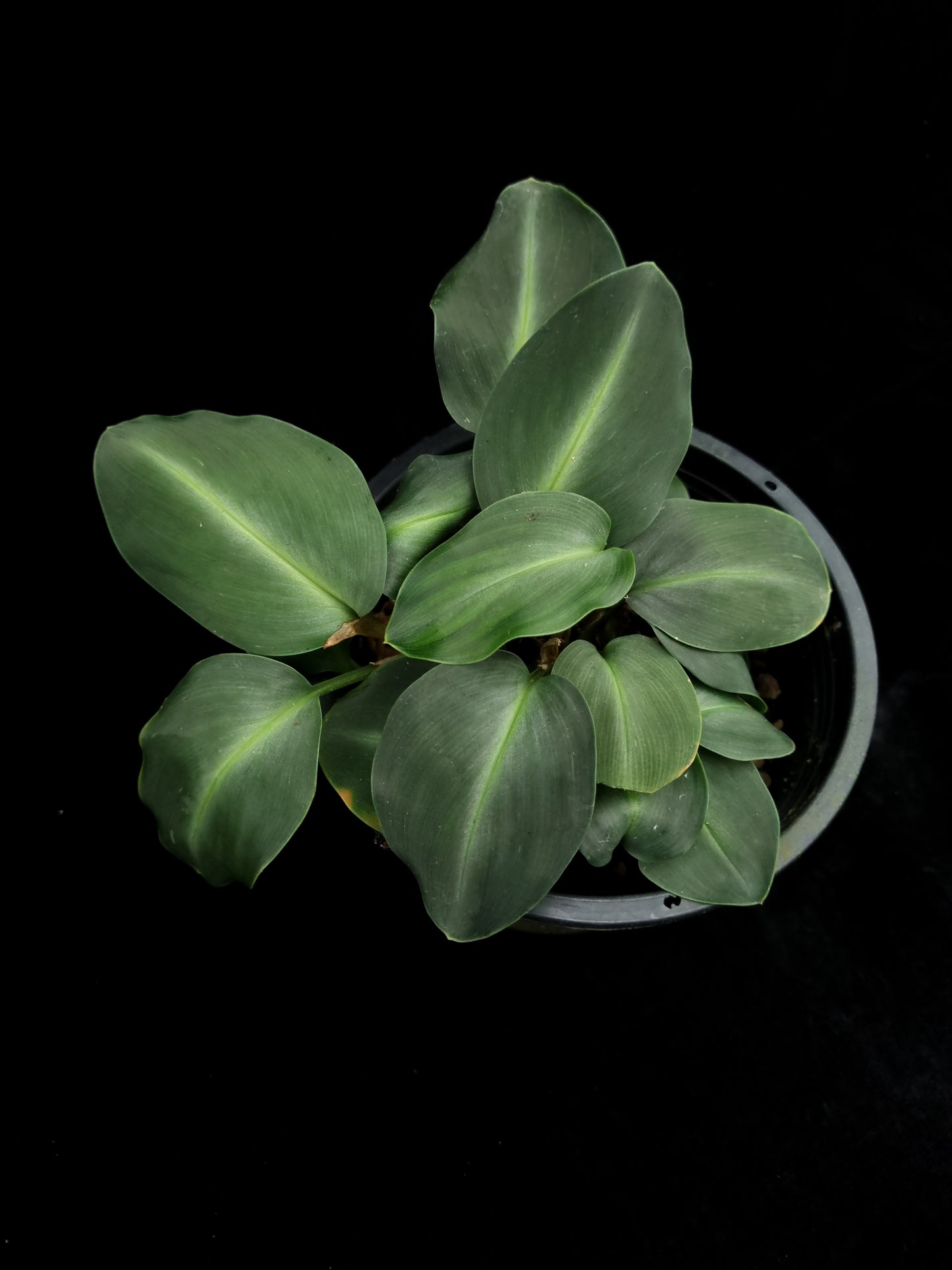 Boesenbergia cf. aurantiaca ornamental ginger sale Singapore potted plant top view