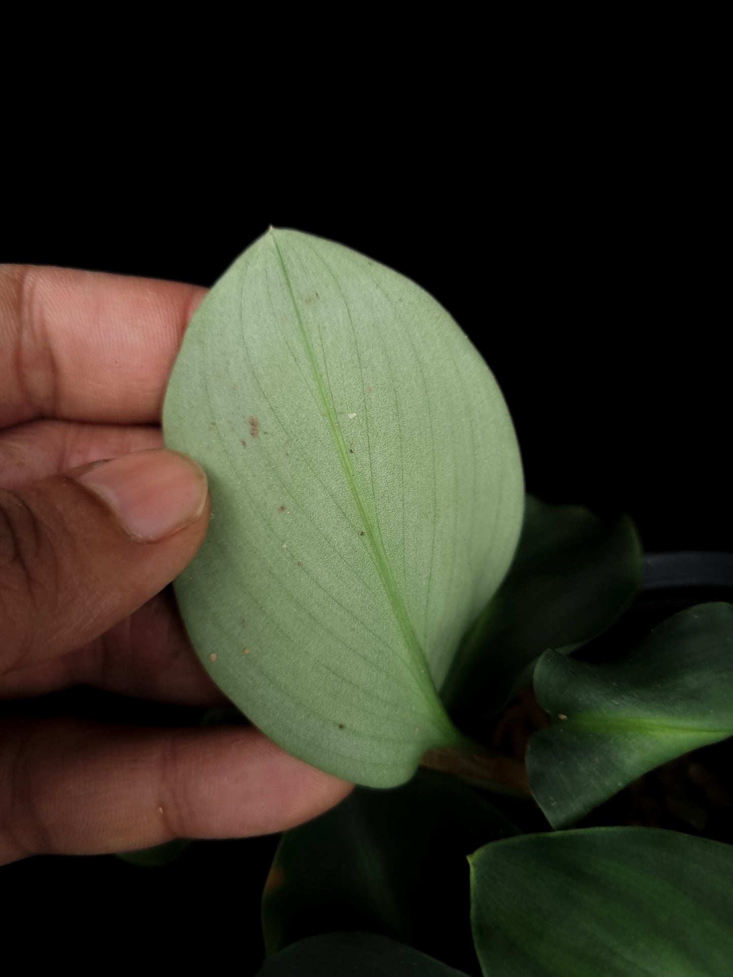 Boesenbergia cf. aurantiaca ornamental ginger sale Singapore potted plant leaf abaxial