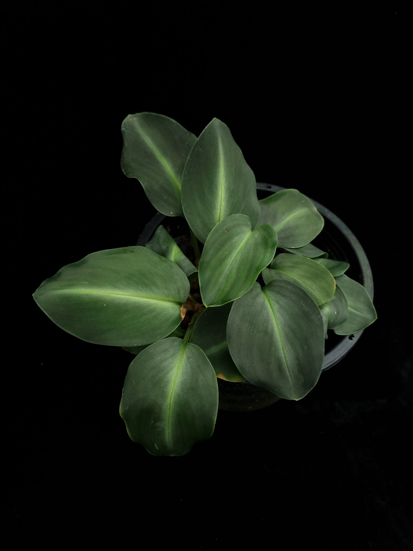 Boesenbergia cf. aurantiaca ornamental ginger sale Singapore potted plant top view