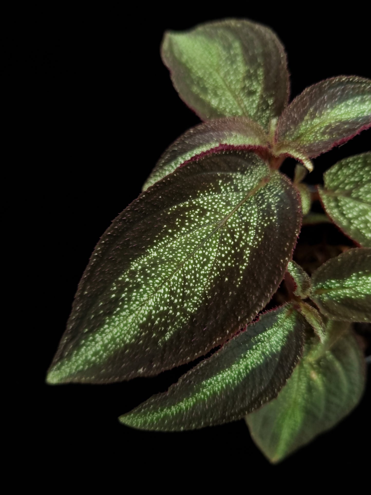 Sonerila sp. Phitsanulok sale Singapore potted plant leaf detail