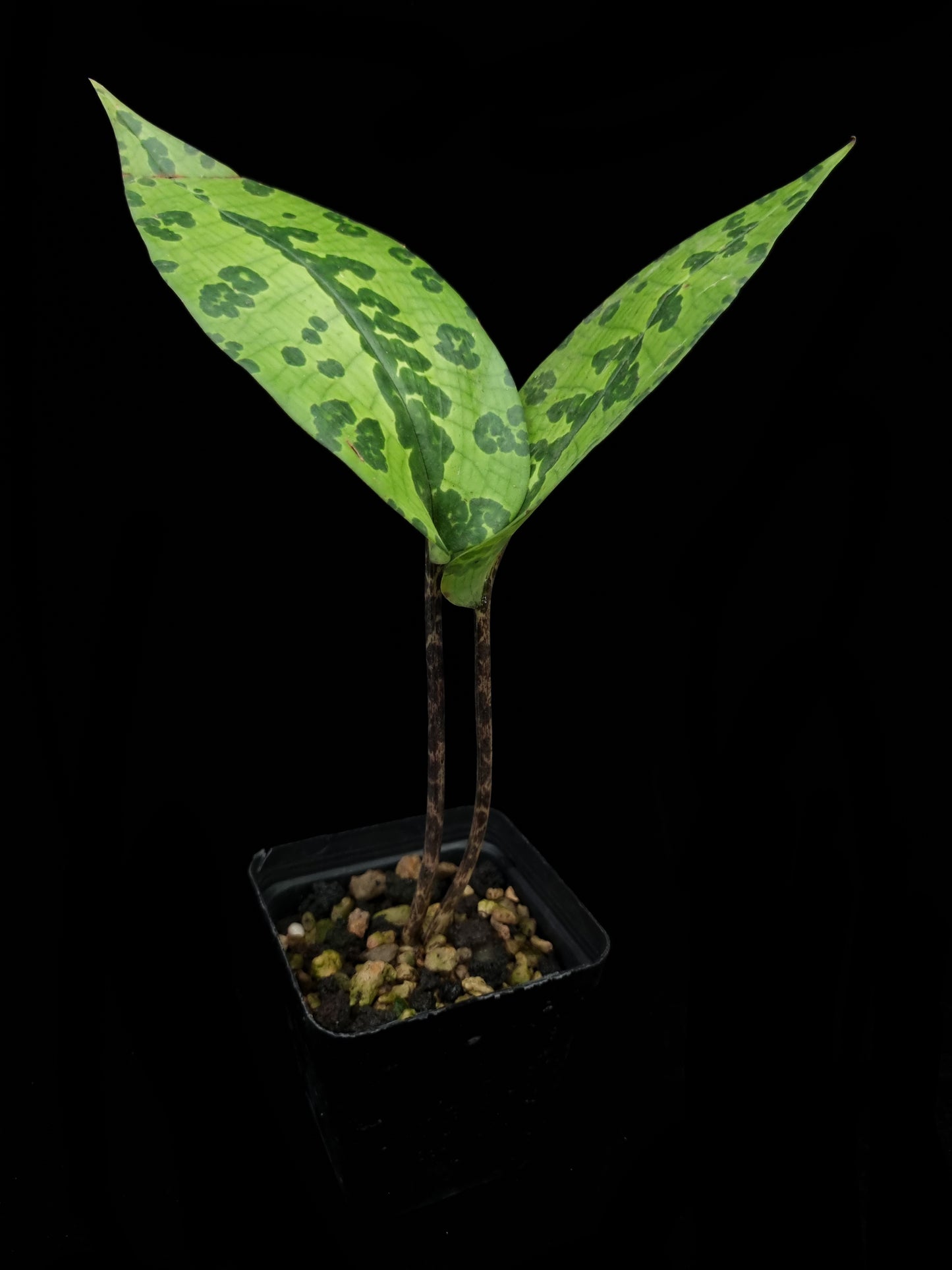 Cryptostylis sp. Quezon jewel orchid sale Singapore potted plant side view
