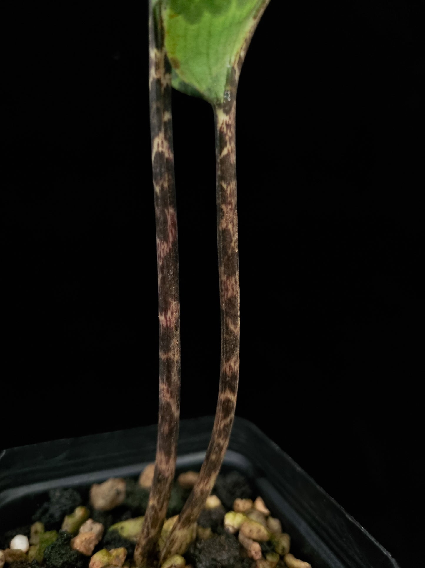 Cryptostylis sp. Quezon jewel orchid sale Singapore potted plant petiole detail