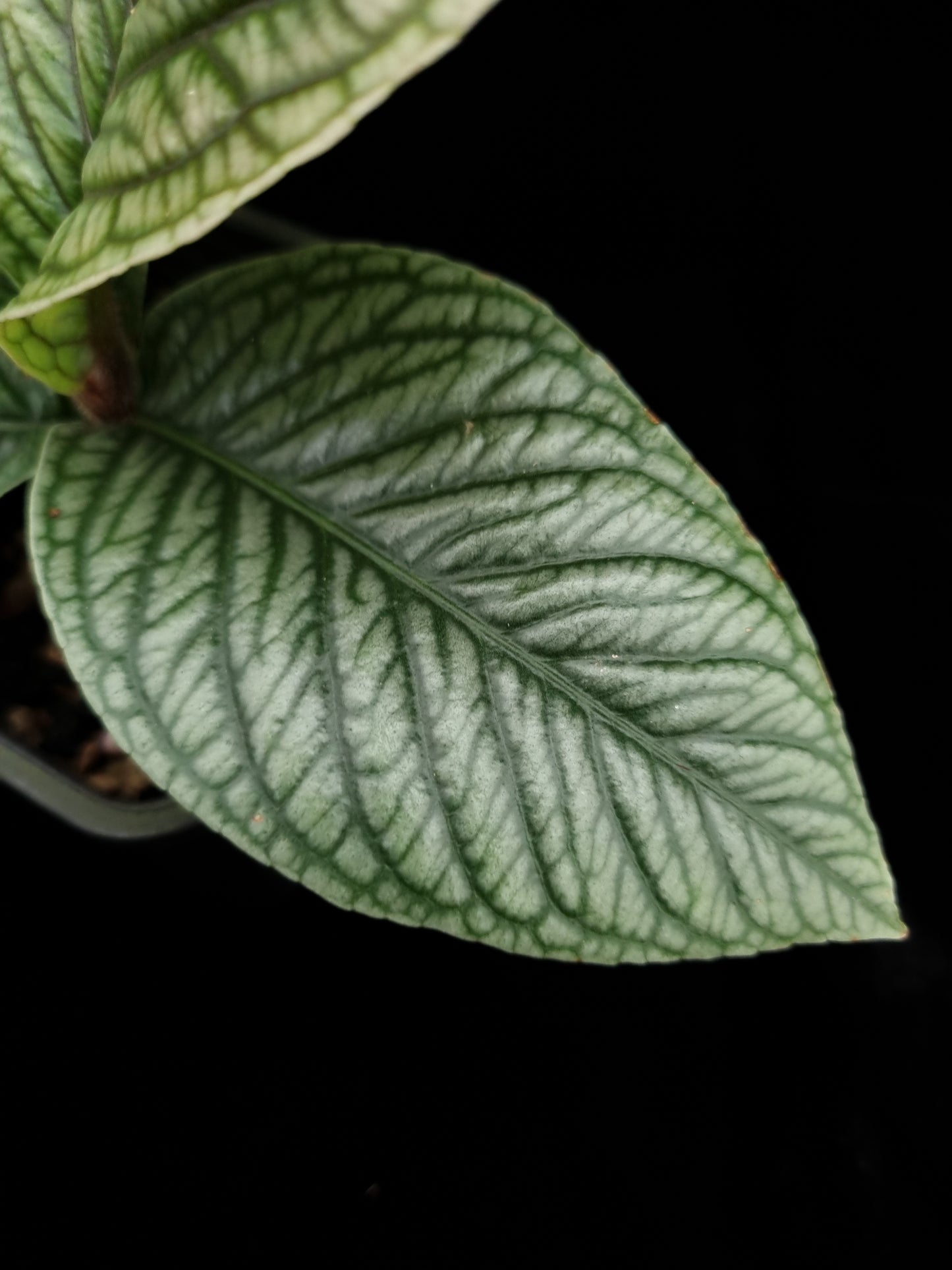 Ardisia sp. Lam Dong Vietnam potted plant sale Singapore leaf adaxial