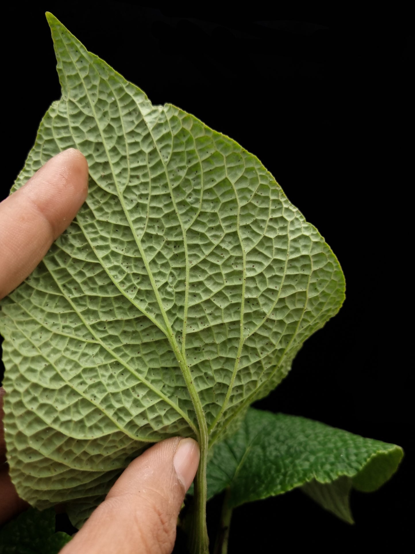 Piper sp bullate foliage sale Singapore potted plant leaf abaxial