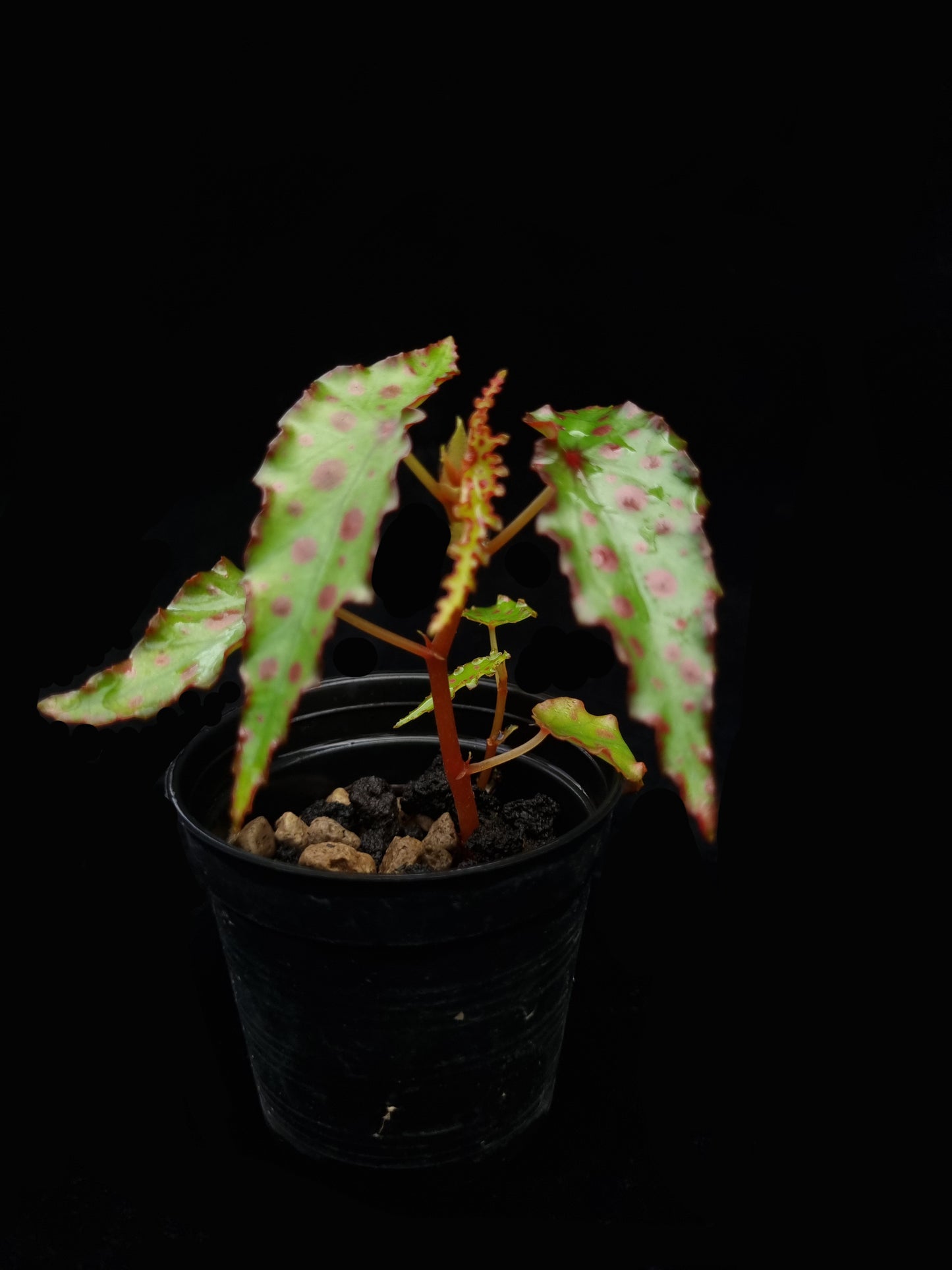 begonia amphioxus sale Singapore potted plant side view
