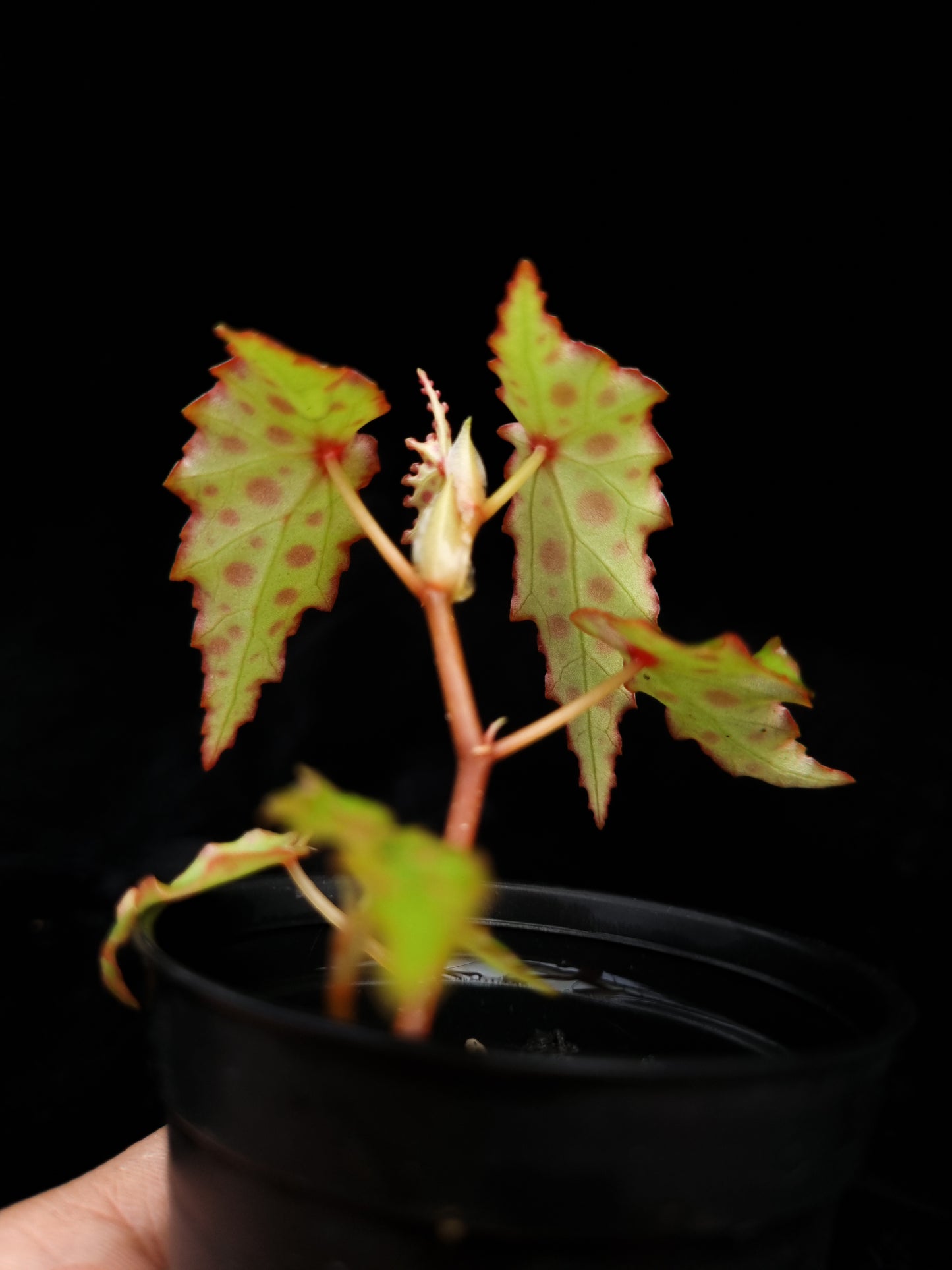 begonia amphioxus sale Singapore potted plant leaf abaxial