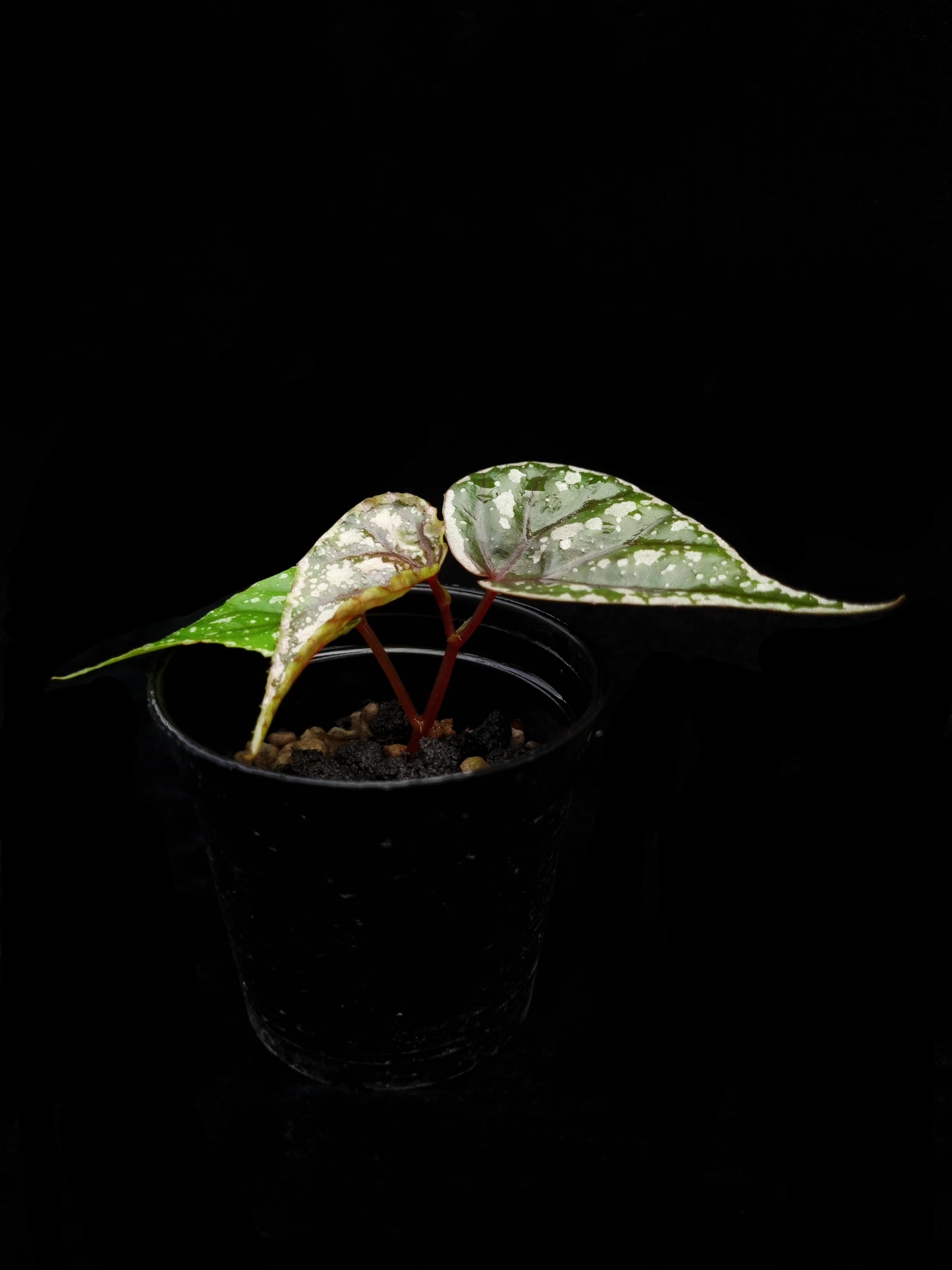 begonia sp sarikei sale Singapore potted plant side view