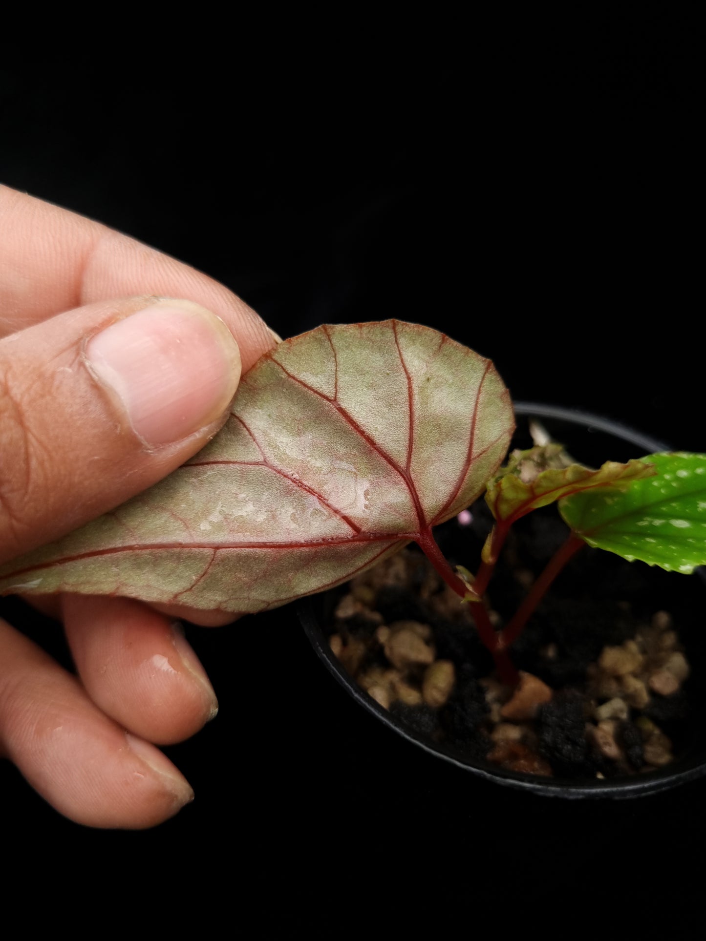 begonia sp sarikei sale Singapore potted plant leaf abaxial