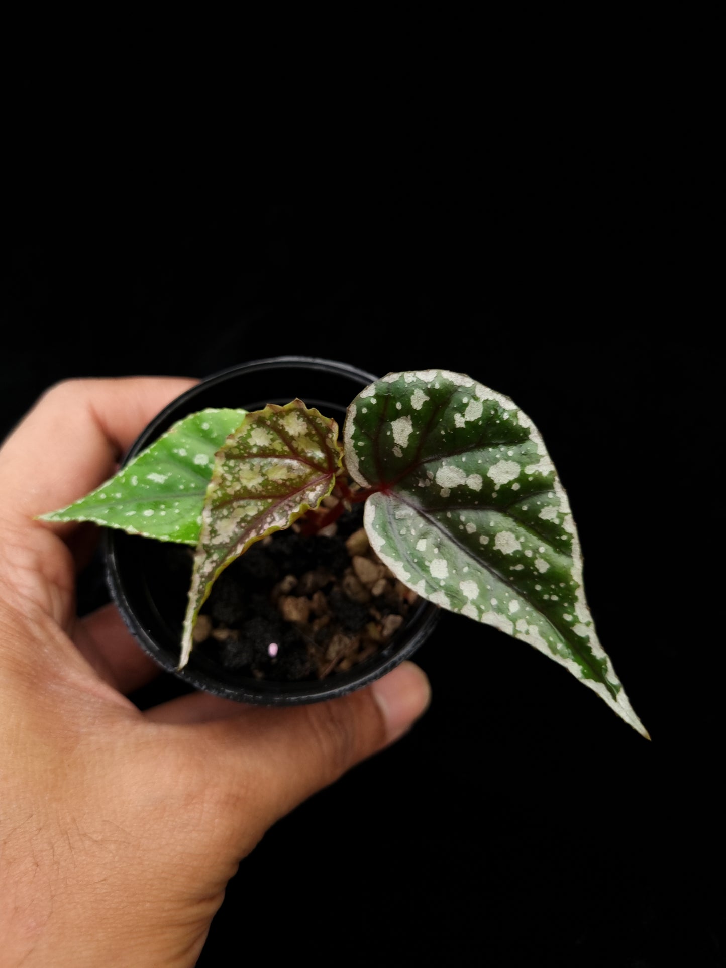 begonia sp sarikei sale Singapore potted plant top view