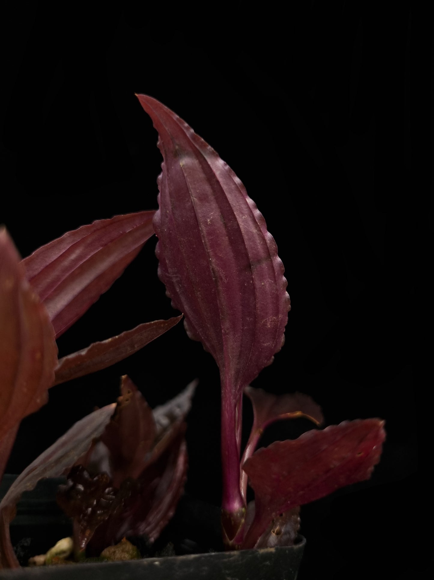 Crepidium sp. jewel orchid purple sale potted plant Singapore leaf abaxial