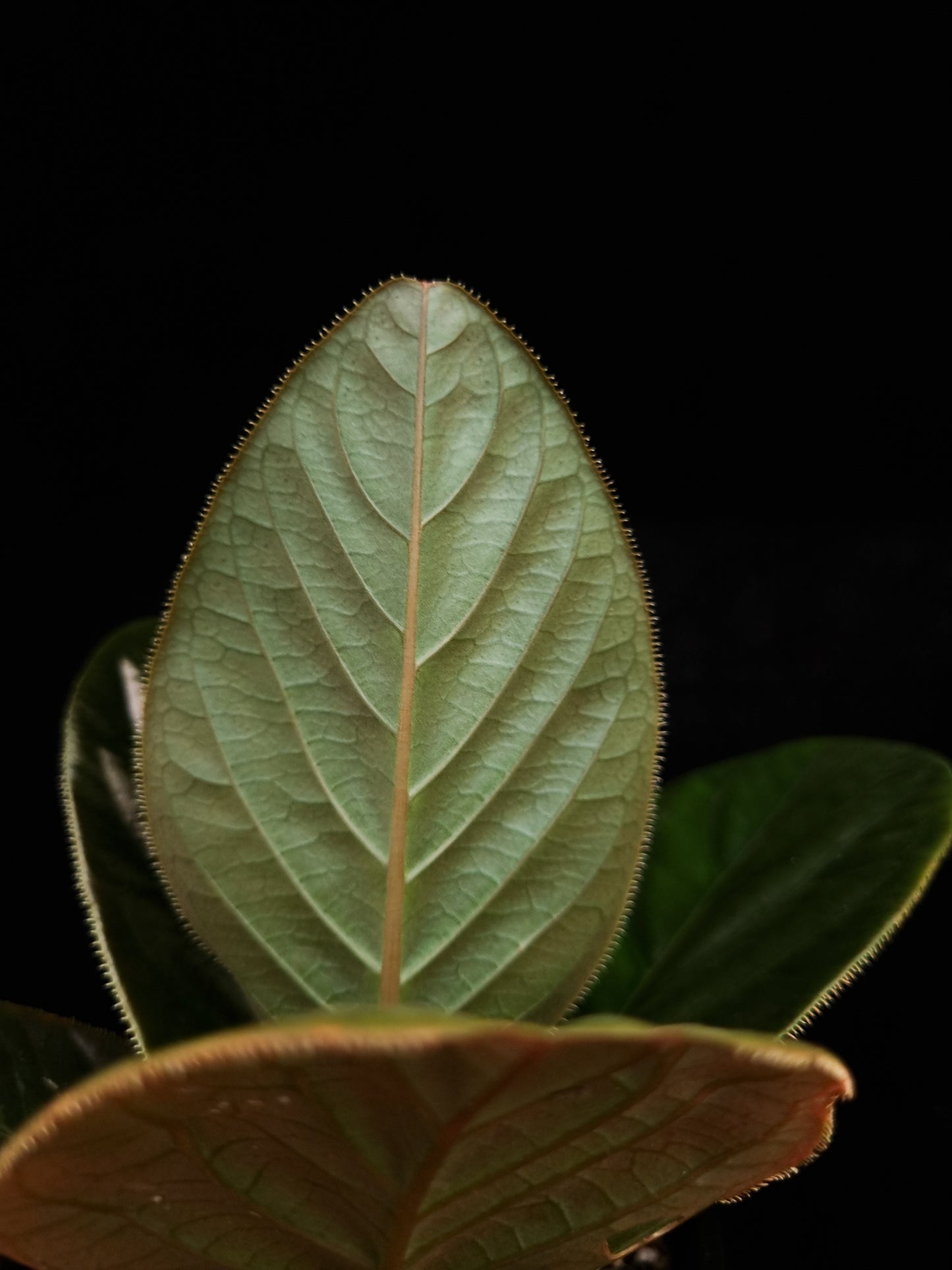ardisia sp black vietnam potted plant sale Singapore leaf abaxial