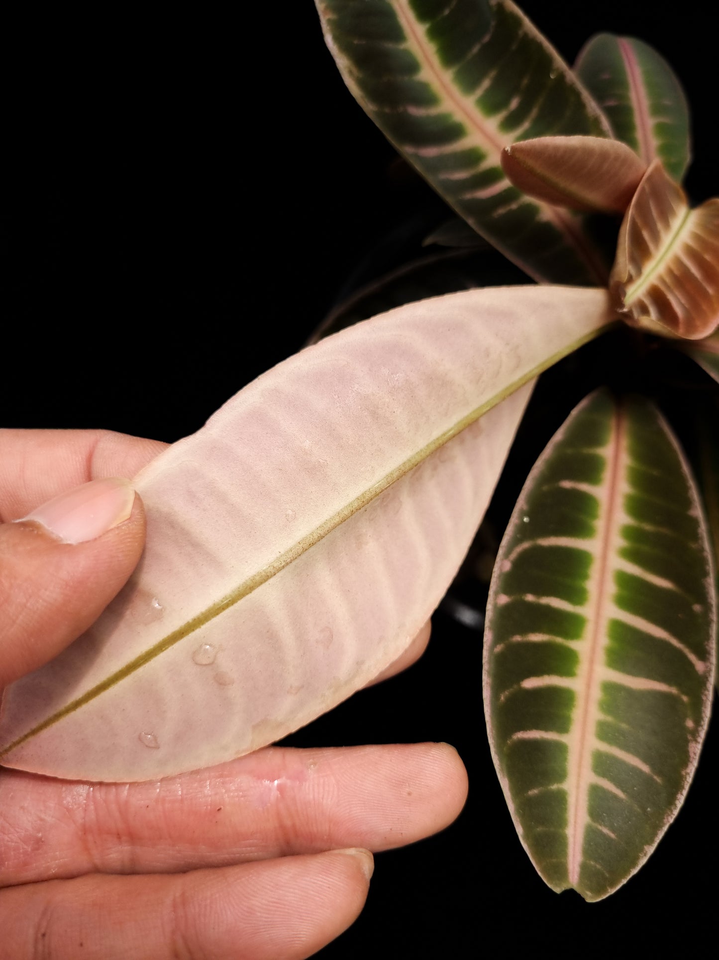 Emblemantha urnulata pink sale Singapore potted plant leaf abaxial