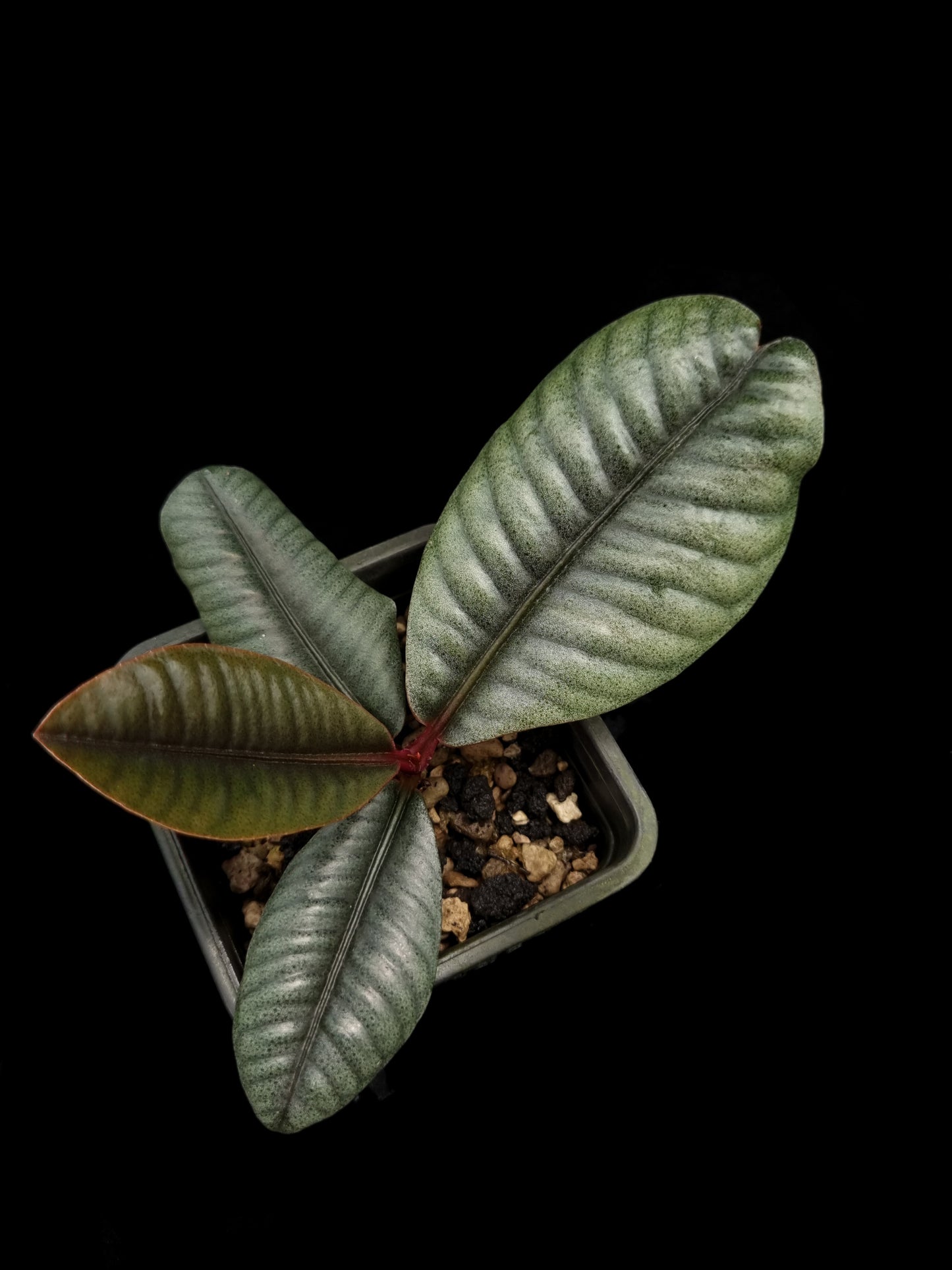 Labisia sp Kapuas Hulu rare sale potted plant Singapore top view