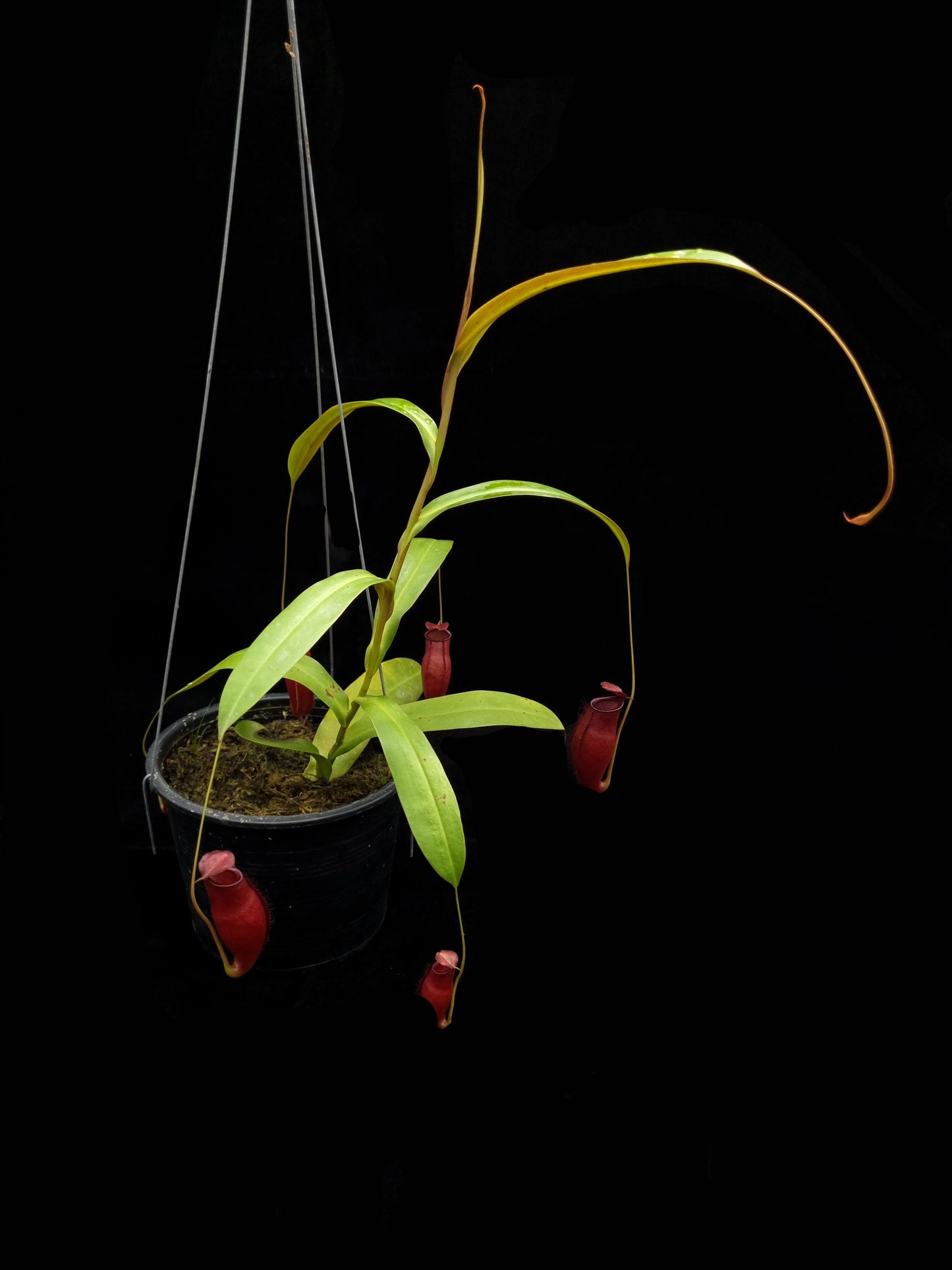 nepenthes x trichocarpa red pitcher plant carnivorous plant sale Singapore side view