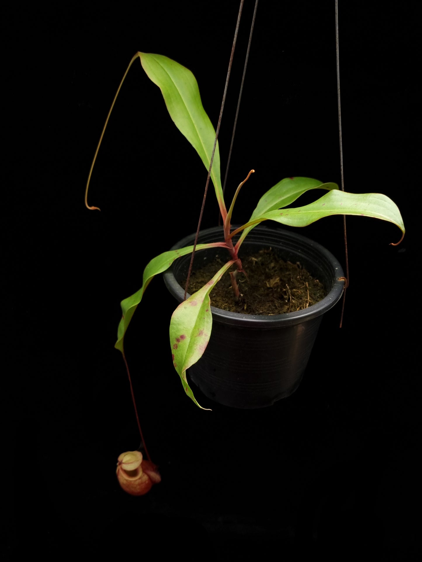 nepenthes globosa pitcher plant carnivorous plant top view