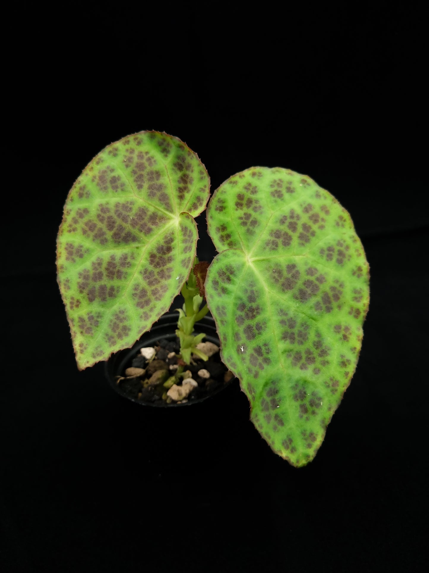 Begonia sp. Kalimantan sale Singapore potted plant front view