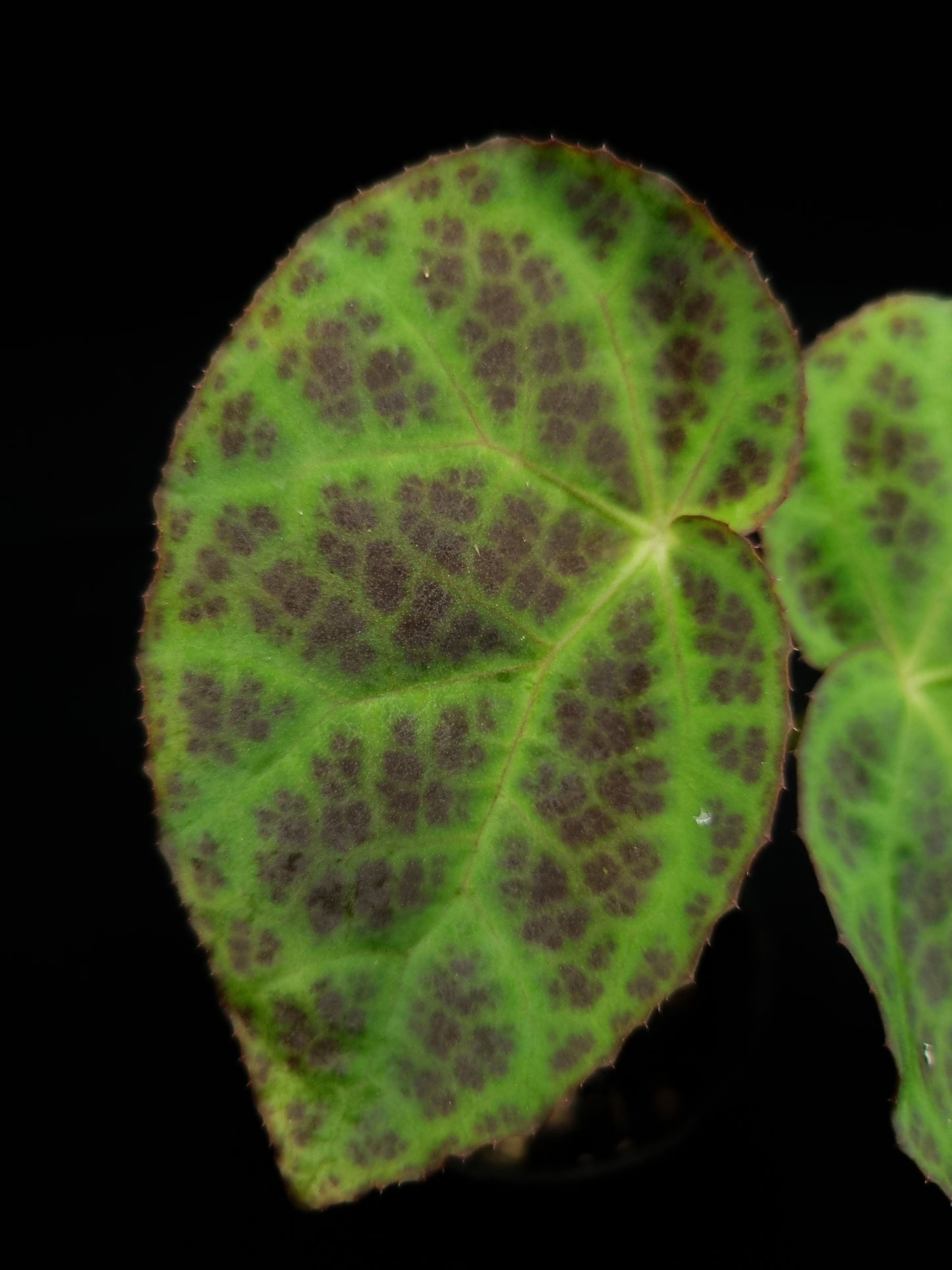 Begonia sp. Kalimantan sale Singapore potted plant leaf adaxial