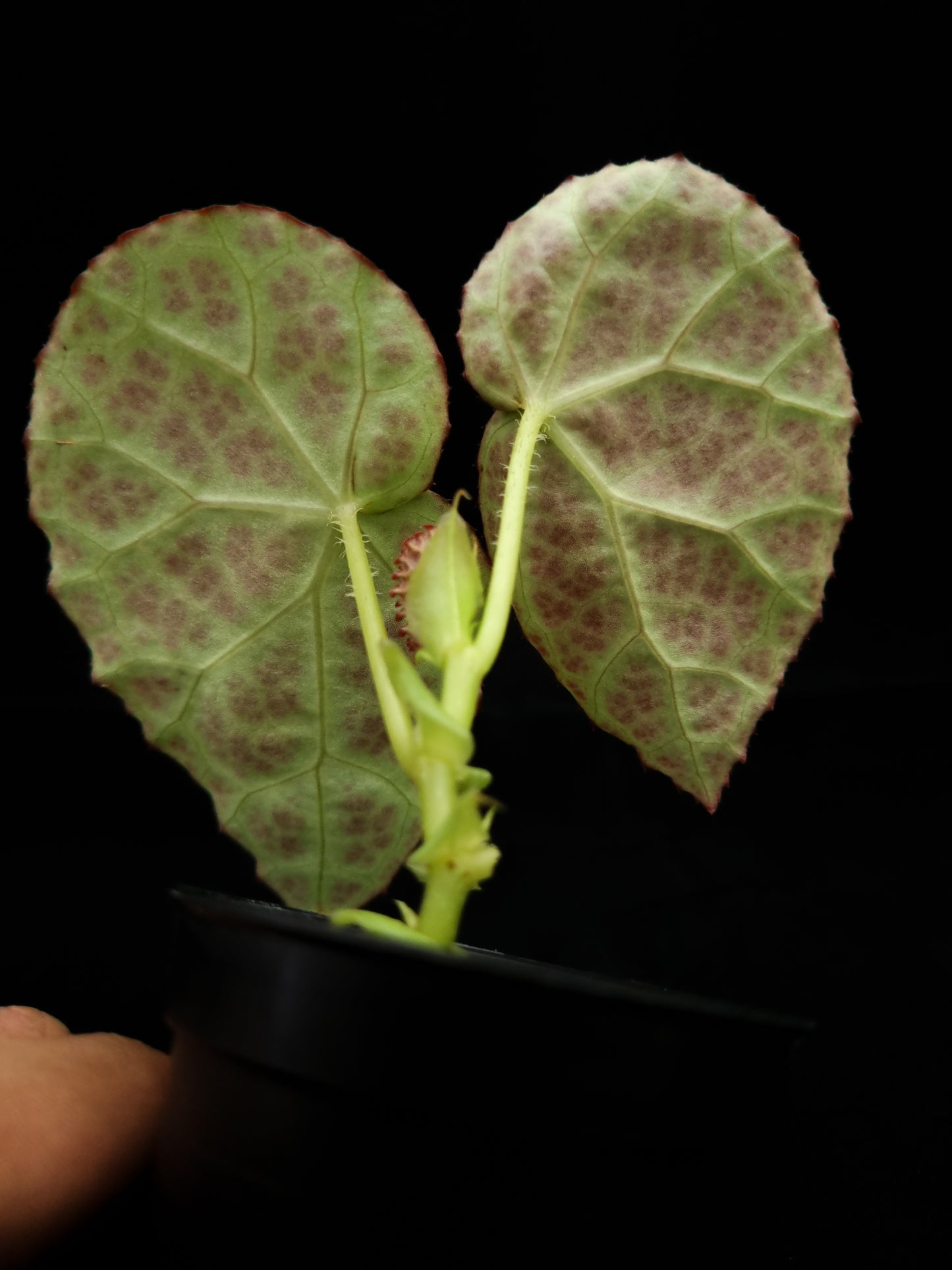Begonia sp. Kalimantan sale Singapore potted plant leaf abaxial