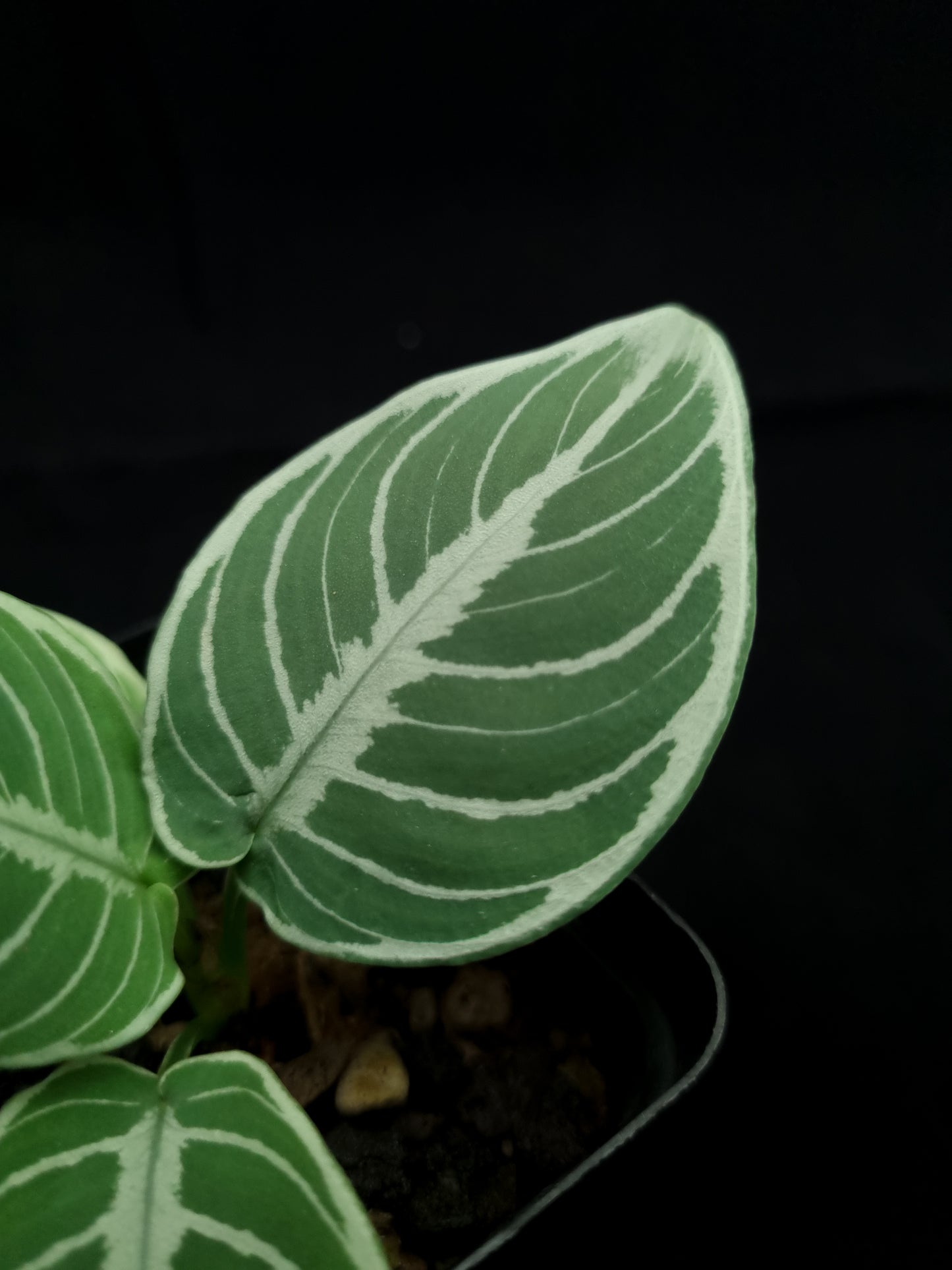 Schismatoglottis pseudohatchii sale Singapore potted plant leaf adaxial