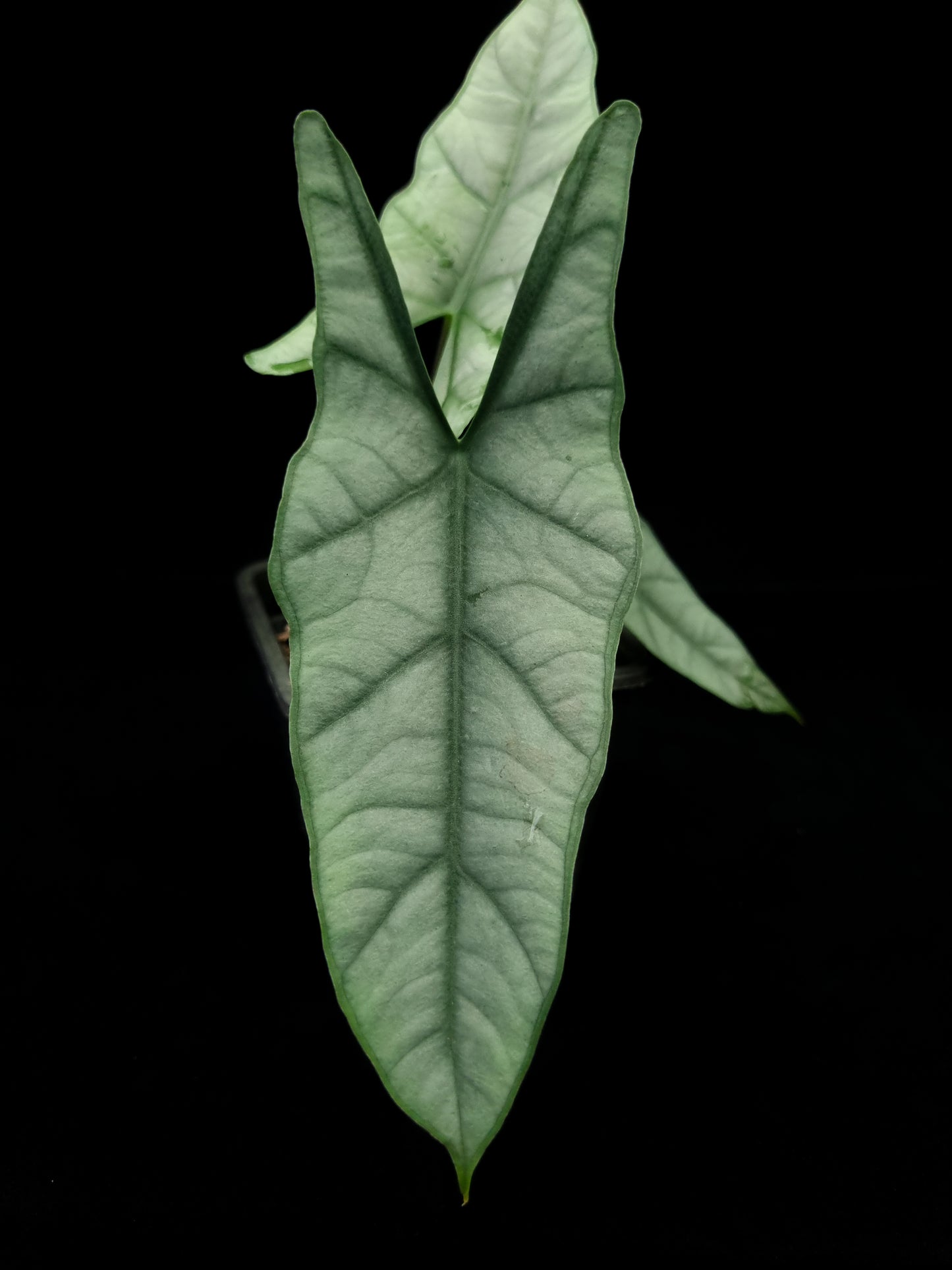 alocasia heterophylla metallic blue sale Singapore potted plant leaf adaxial