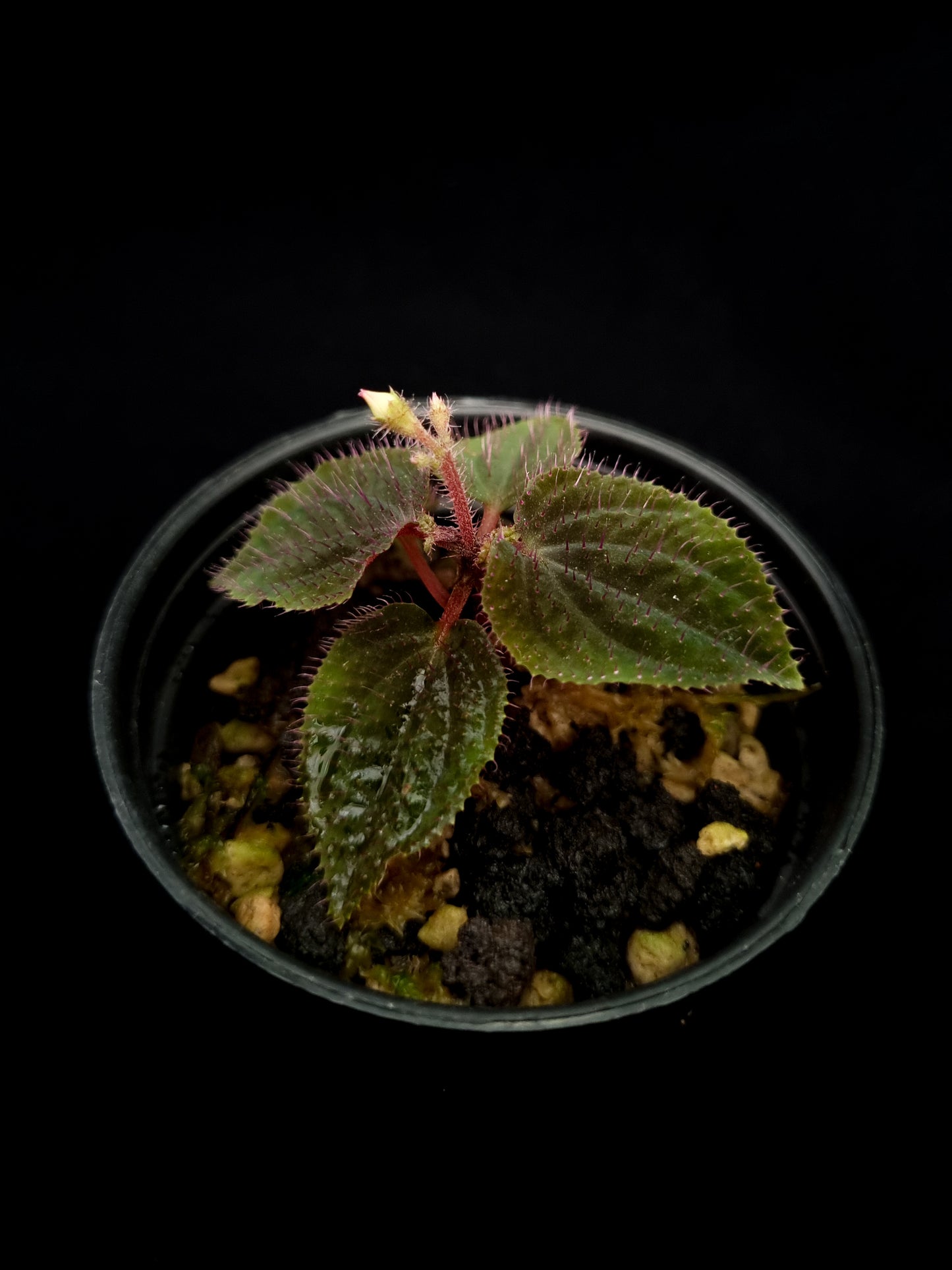 sarcopyramis sp miniature terrarium plant sale Singapore potted plant top view